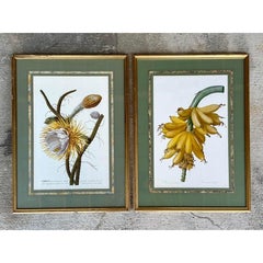 Vintage Ehret Botanical Plates - Set of 2