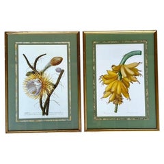 Vintage Ehret Botanical Plates - Set of 2