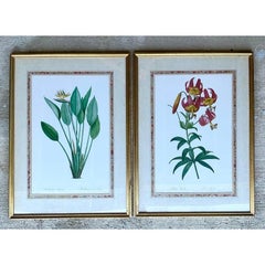 Vintage Ehret Botanical Prints - Set of 2