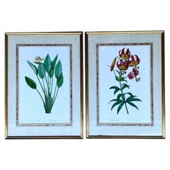 Vintage Ehret Botanical Prints - Set of 2