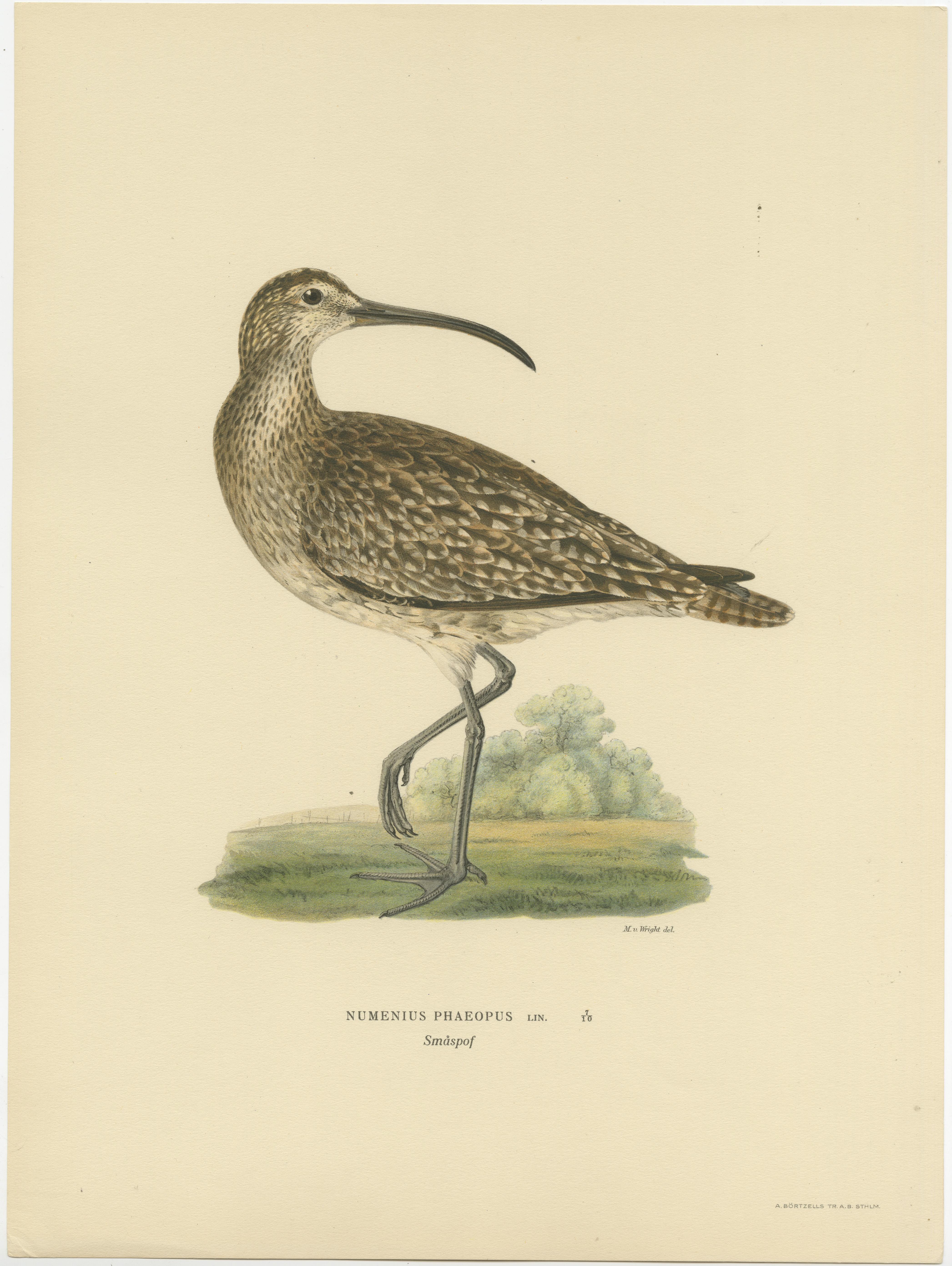 This original old print titled 'Numenius Phaeopus' portrays the Eurasian Whimbrel, a bird recognized by its long, decurved bill and mottled brown plumage, which serves as camouflage in its natural habitat. The bird is often seen in coastal regions,