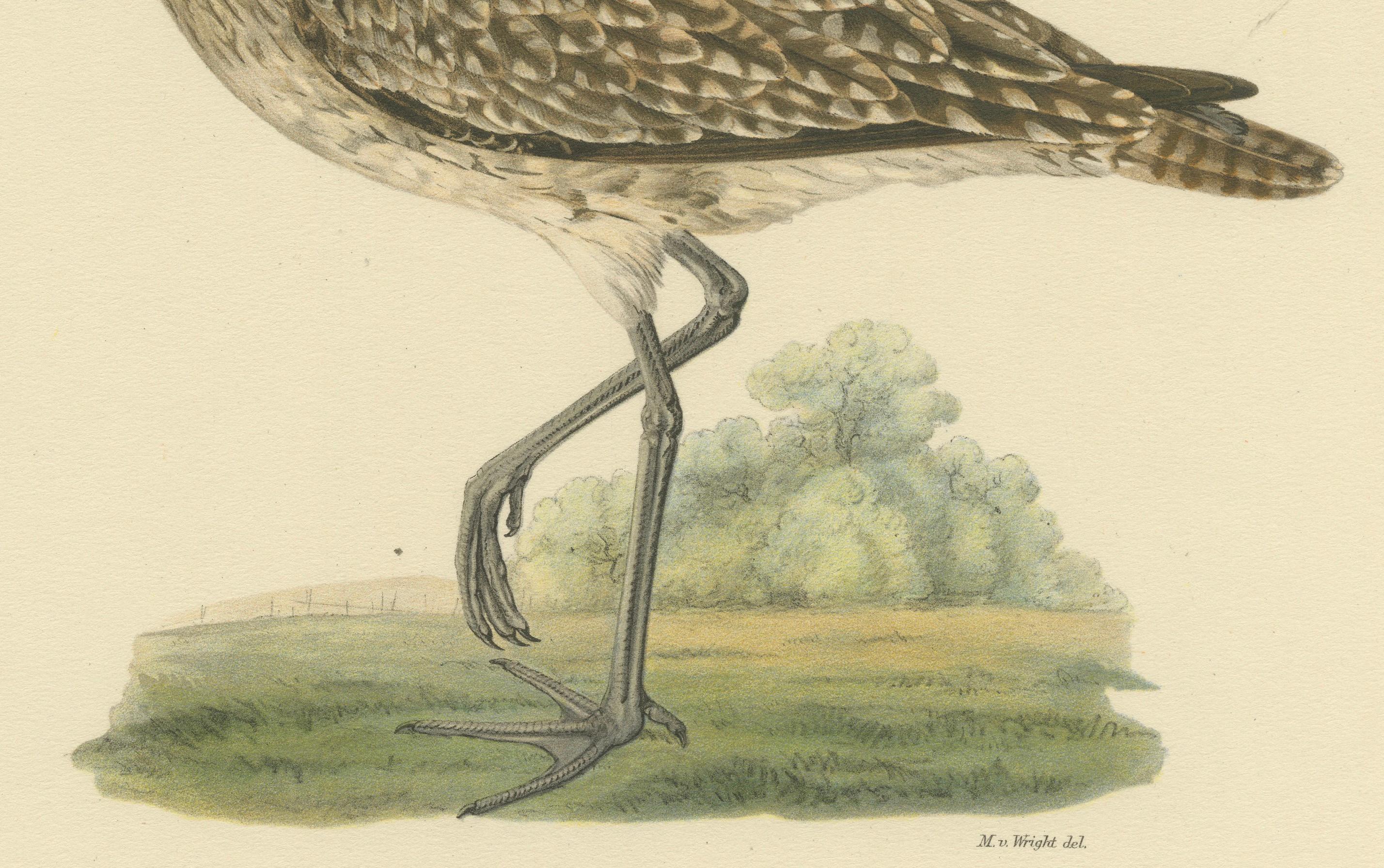 20th Century Vintage Elegance: The Whimbrel's Curvature by Magnus von Wright, 1929 For Sale