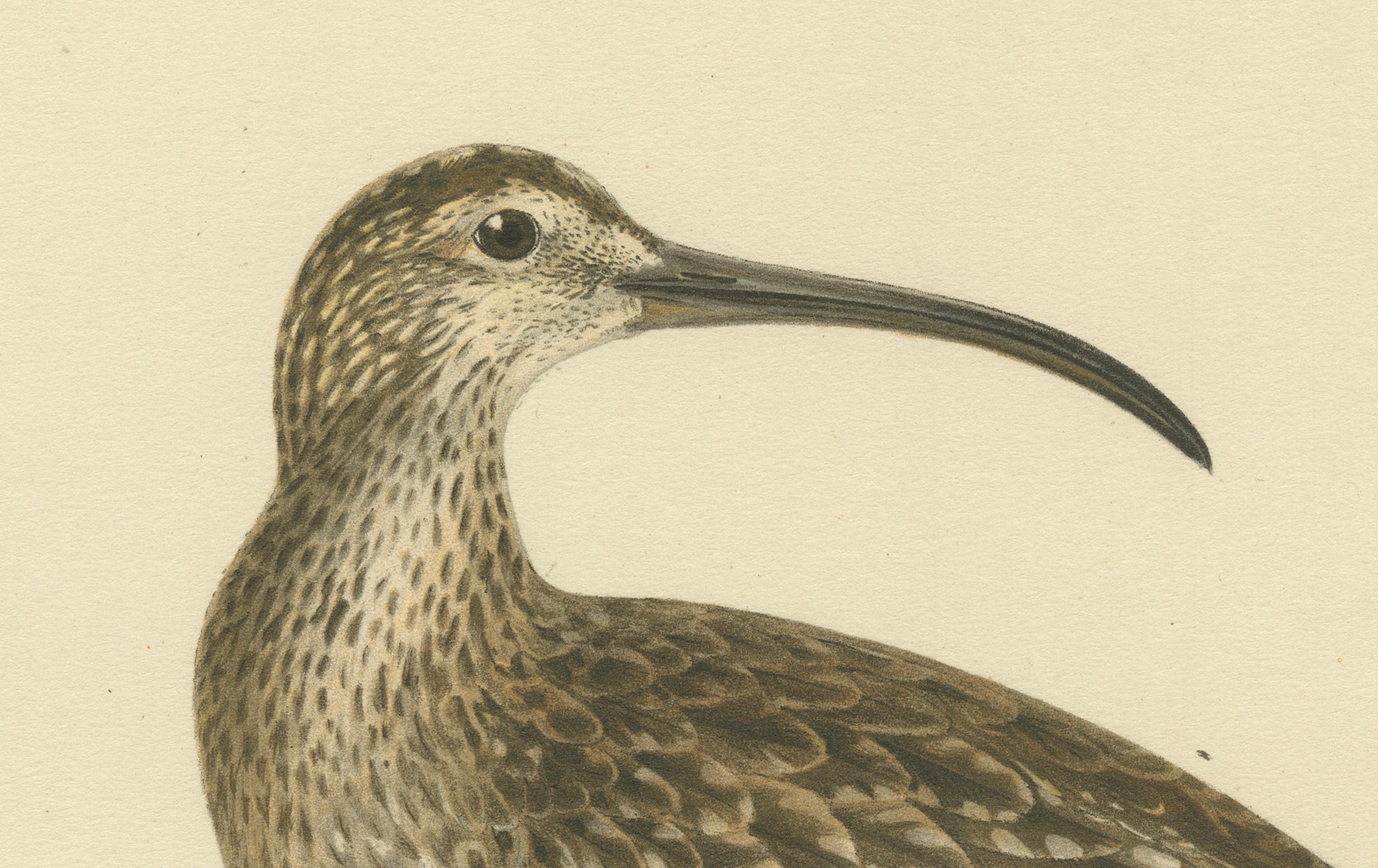 Paper Vintage Elegance: The Whimbrel's Curvature by Magnus von Wright, 1929 For Sale