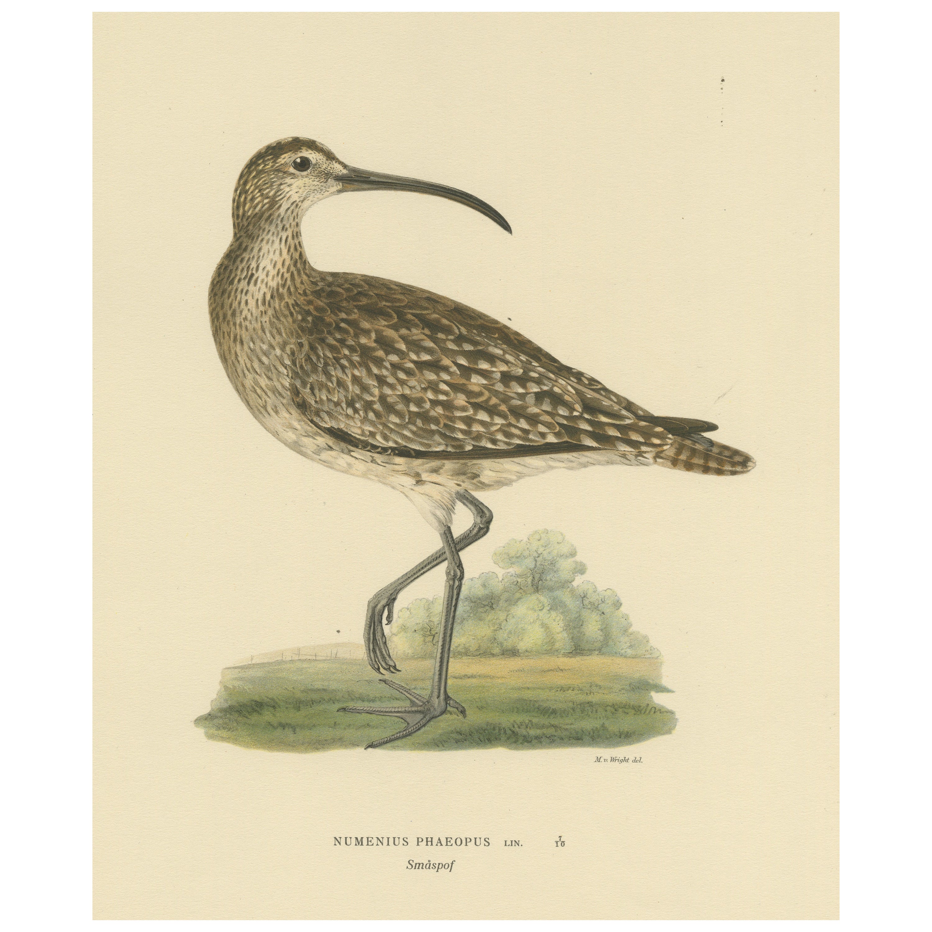 Klassische Eleganz: The Whimbrel's Curvature von Magnus von Wright, 1929