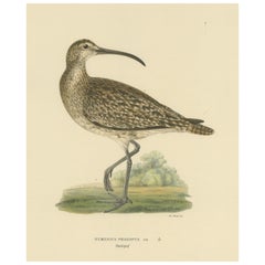 Klassische Eleganz: The Whimbrel's Curvature von Magnus von Wright, 1929