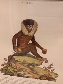 Vintage English Midcentury Engraved Print of Monkey