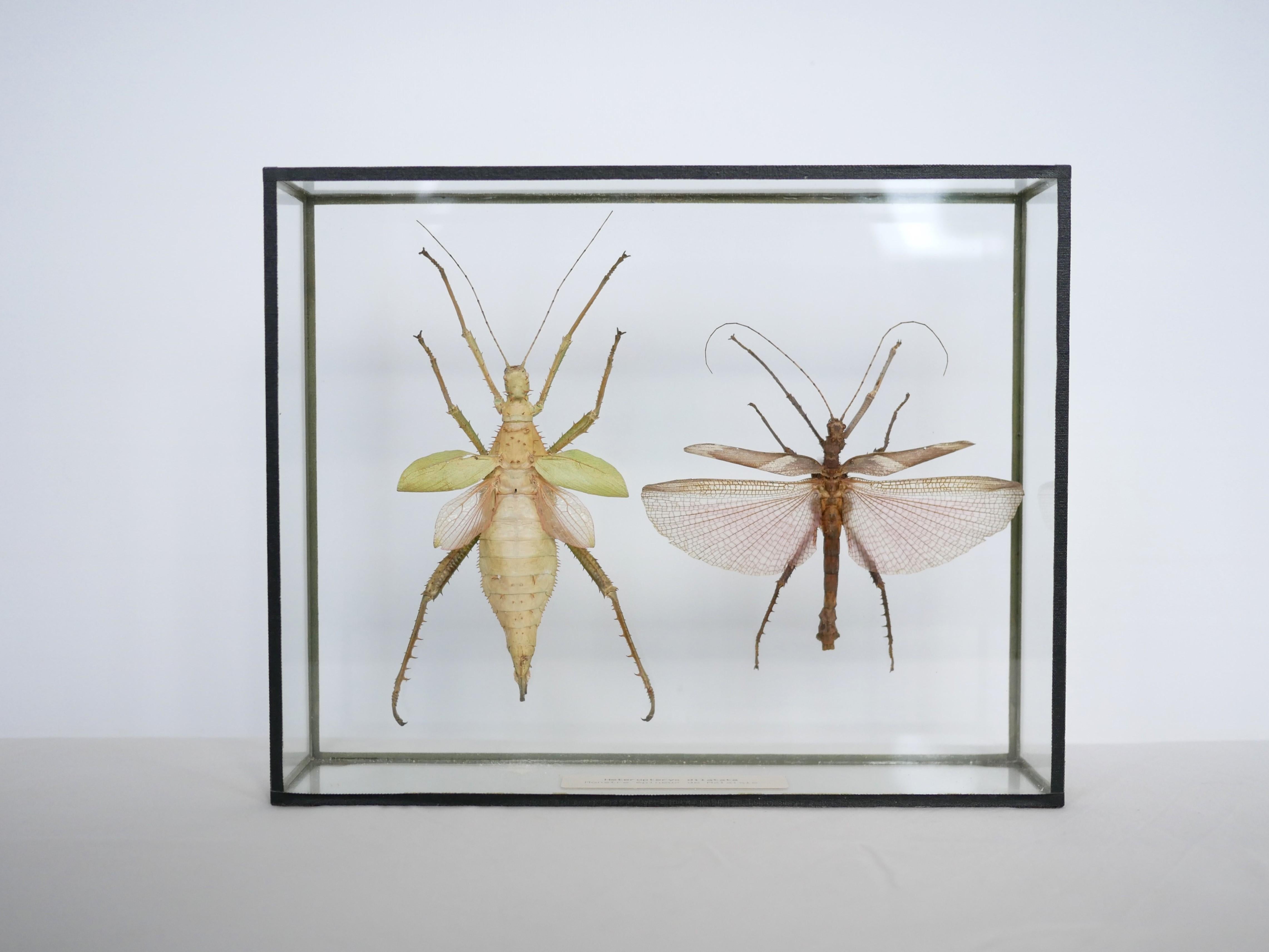 Entomologische Vintage-Rahmen-Insekten aus Malaysia 3