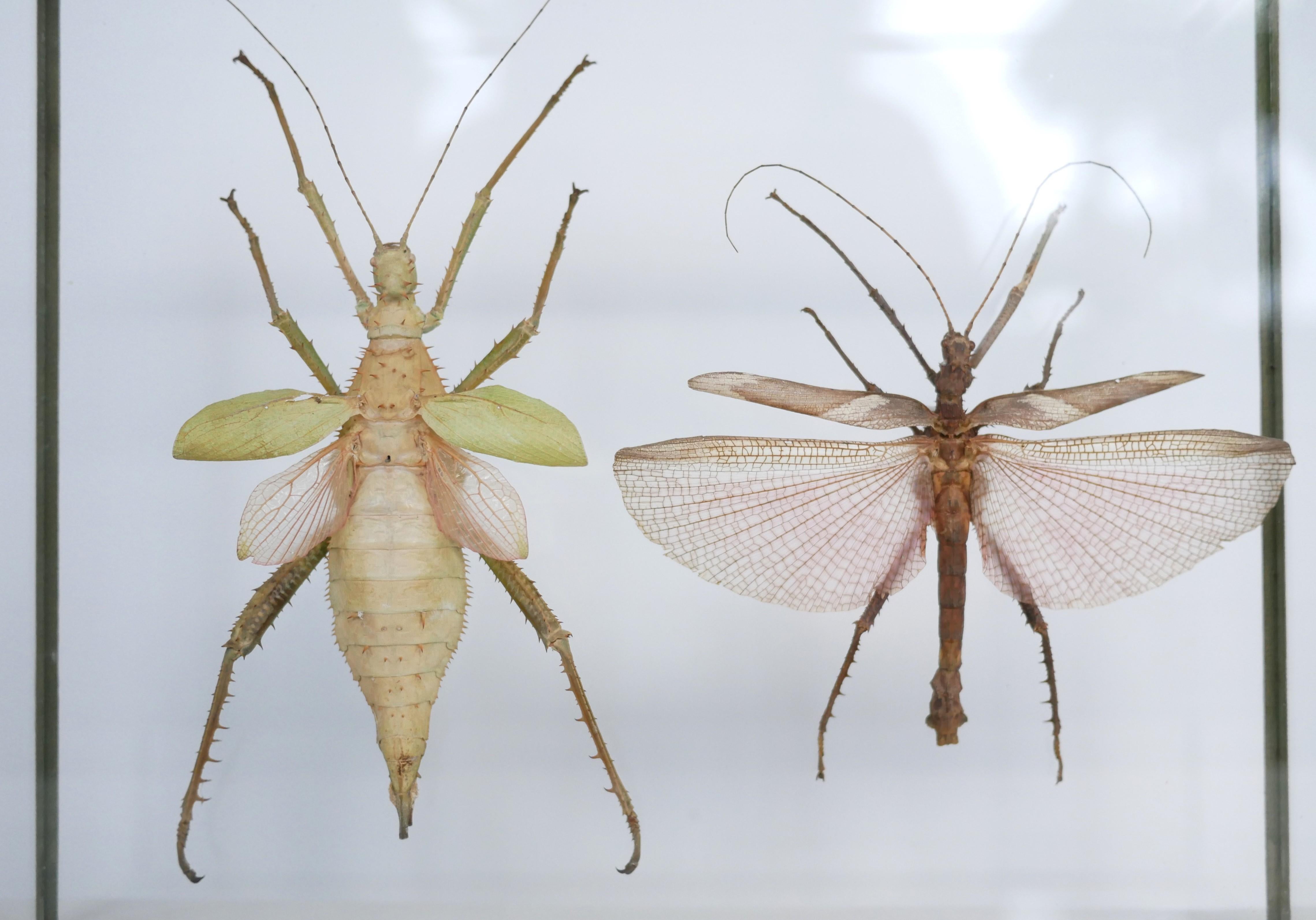 Entomologische Vintage-Rahmen-Insekten aus Malaysia 4