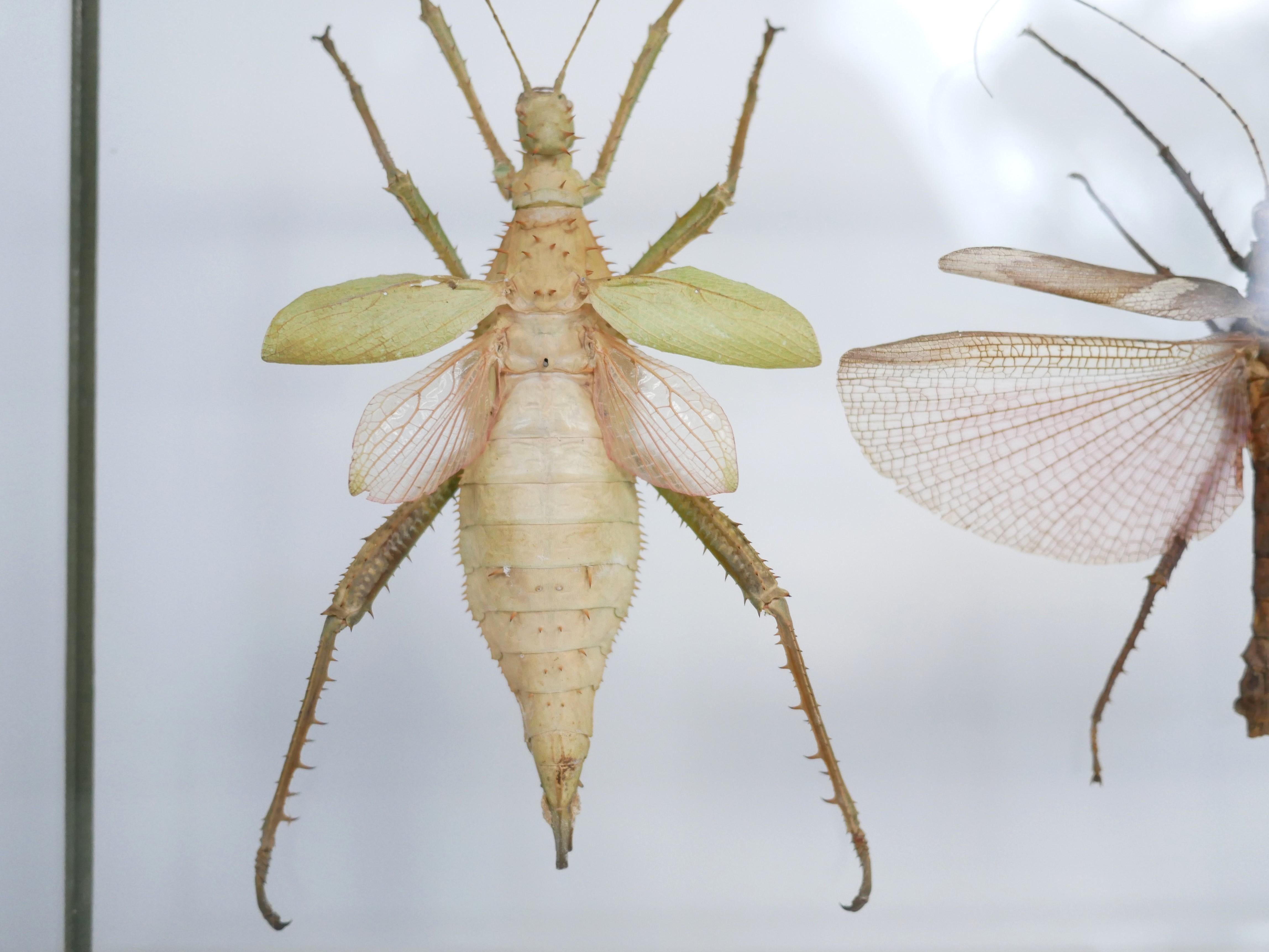 Entomologische Vintage-Rahmen-Insekten aus Malaysia 5