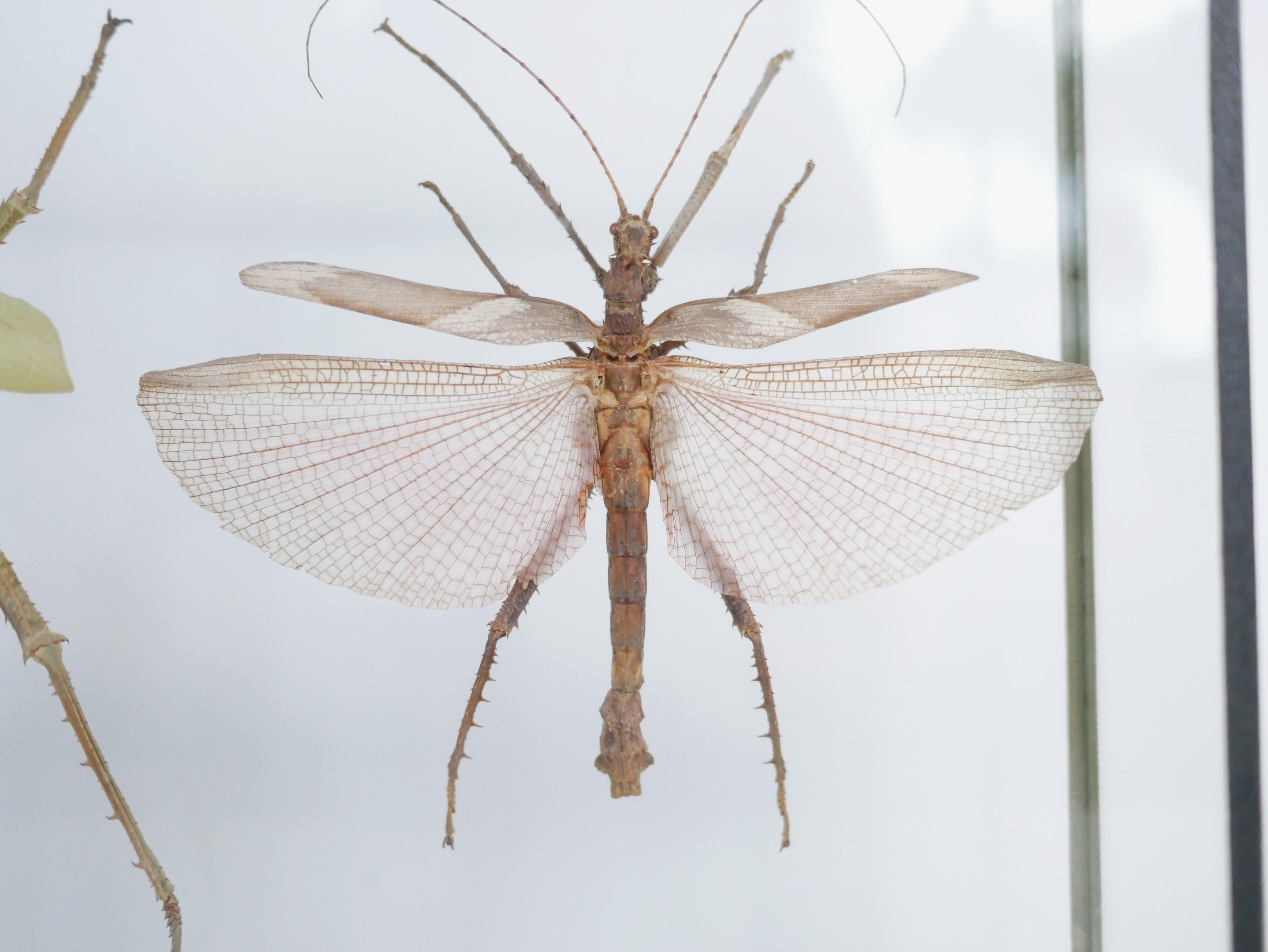 Entomologische Vintage-Rahmen-Insekten aus Malaysia 6