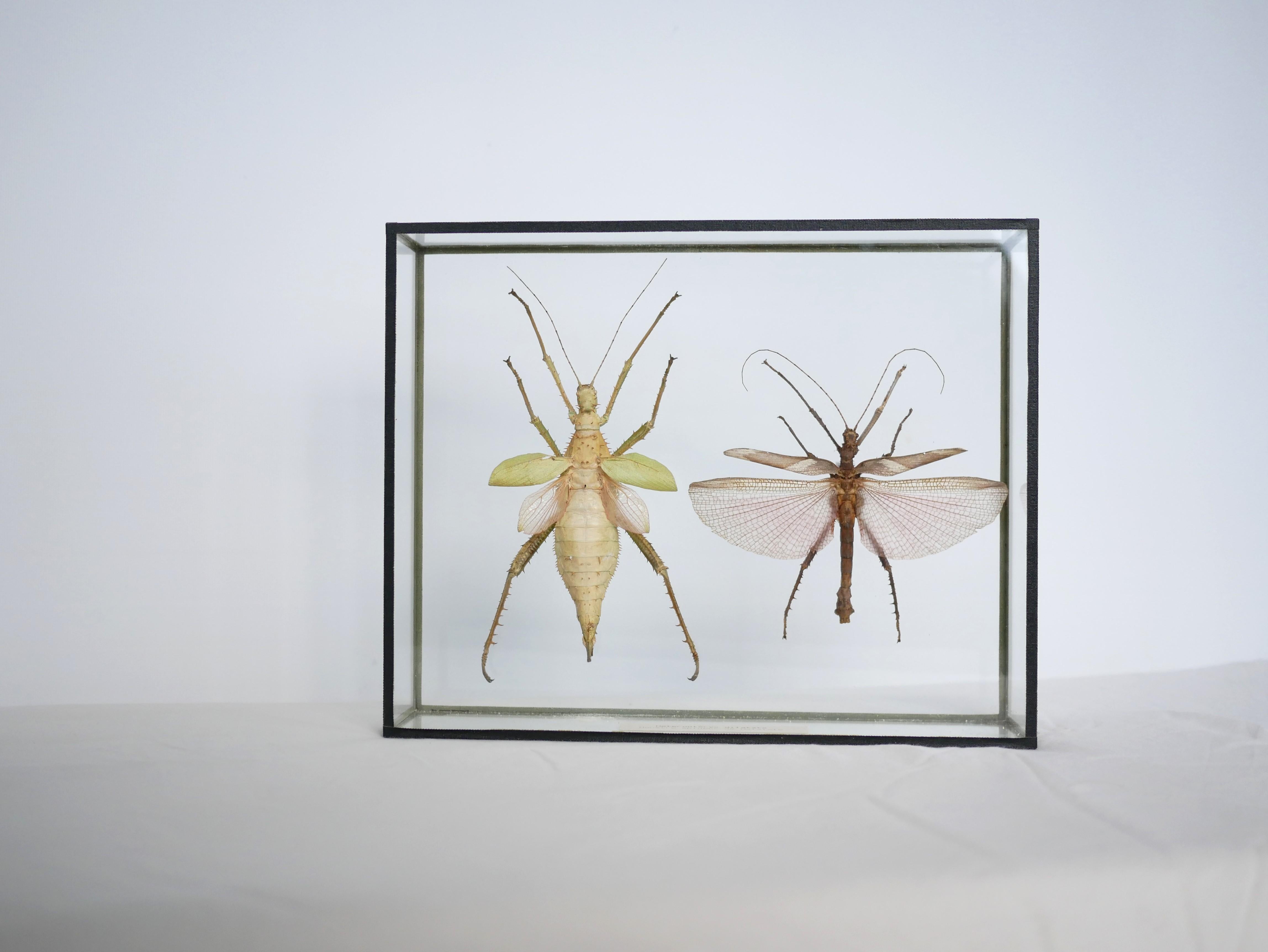 Entomologische Vintage-Rahmen-Insekten aus Malaysia 7