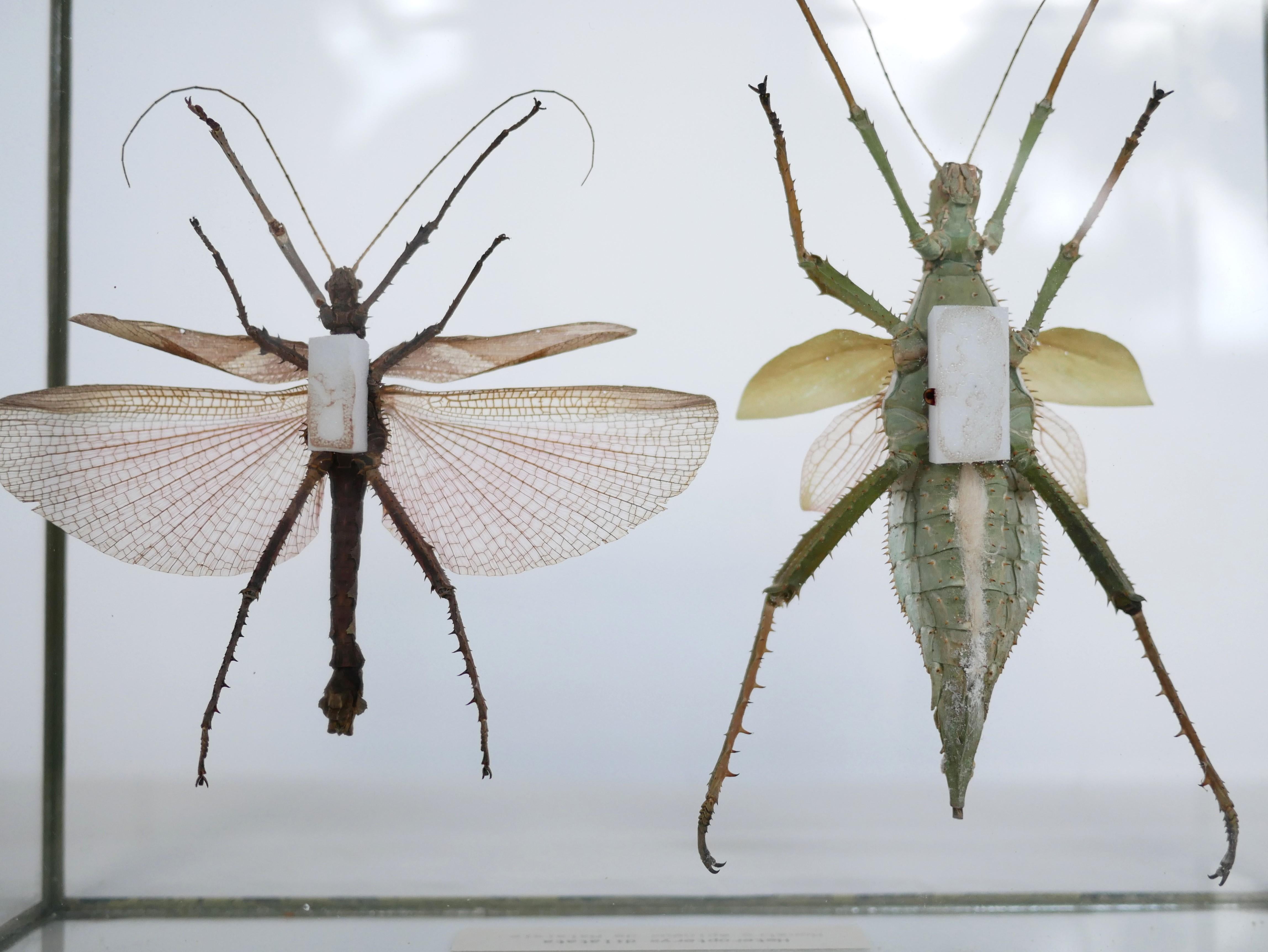 Entomologische Vintage-Rahmen-Insekten aus Malaysia 8