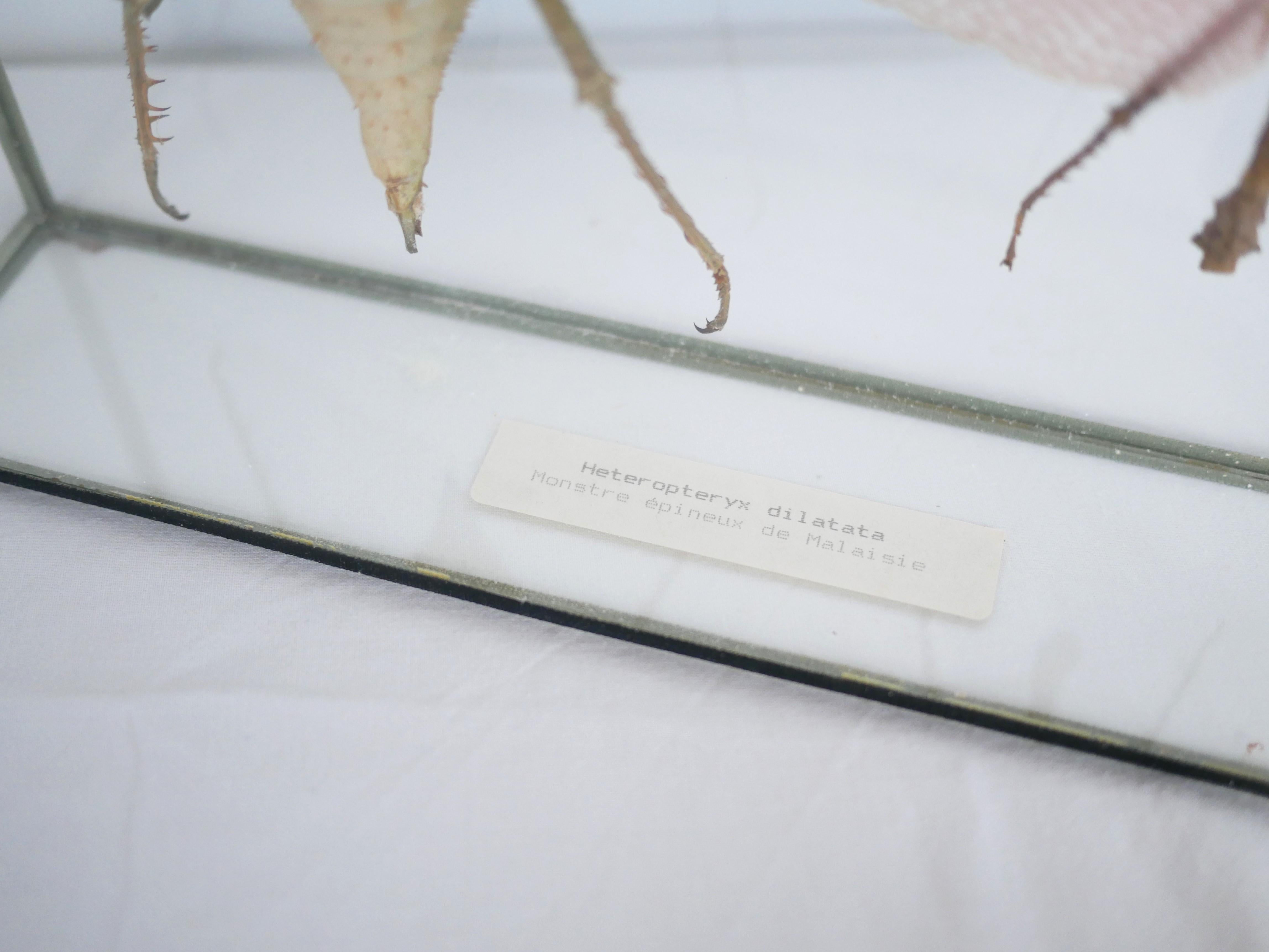 Entomologische Vintage-Rahmen-Insekten aus Malaysia 9