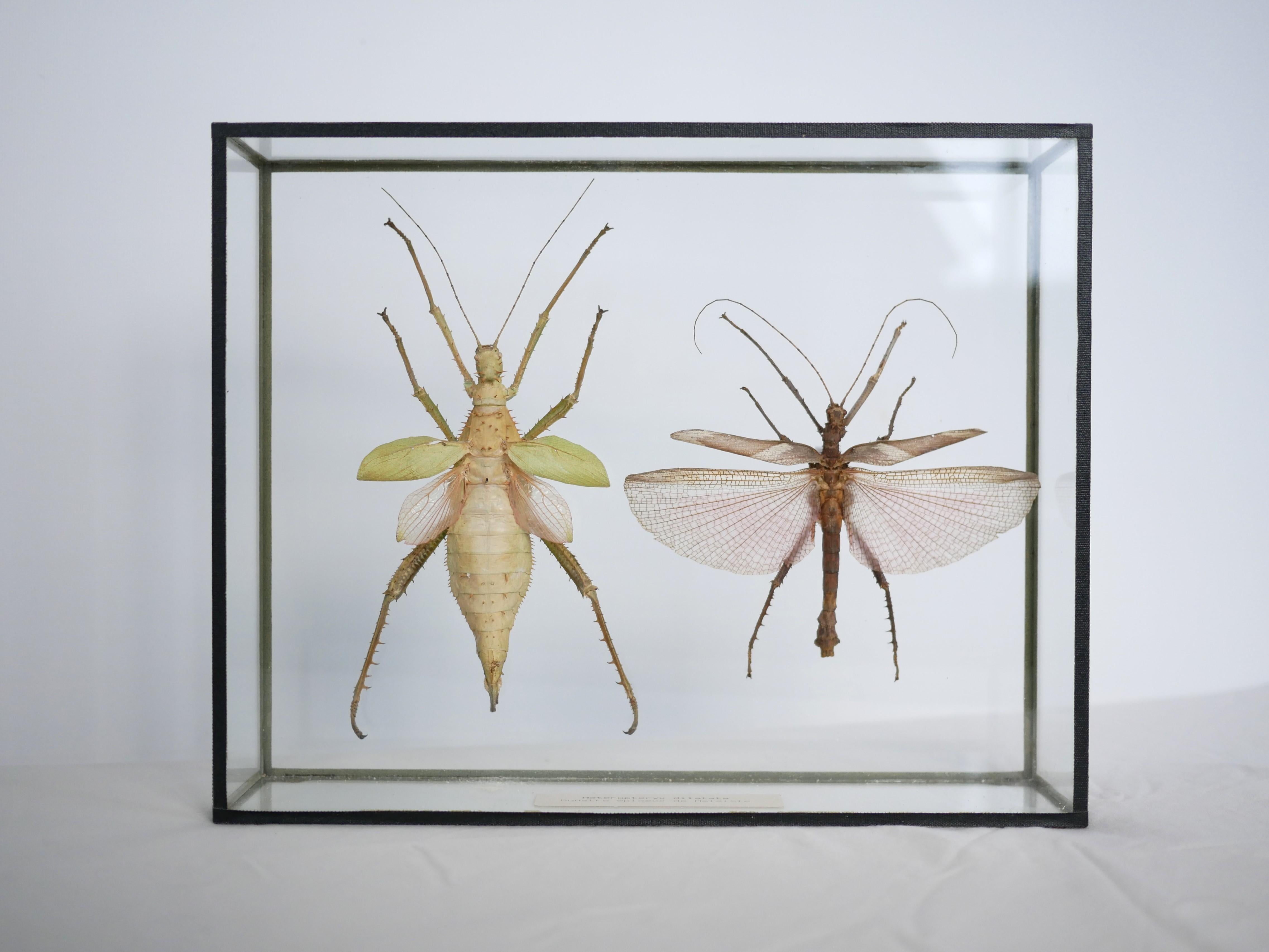 Entomologischer Glasrahmen mit zwei Heteropteryx dilatata oder Malaysischen Monstern aus den 1960er Jahren. 

Dieses schöne Deko-Objekt passt perfekt in ein Regal und verleiht ihm einen Hauch von 