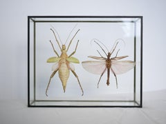 Vintage entomological frame insects from Malaysia