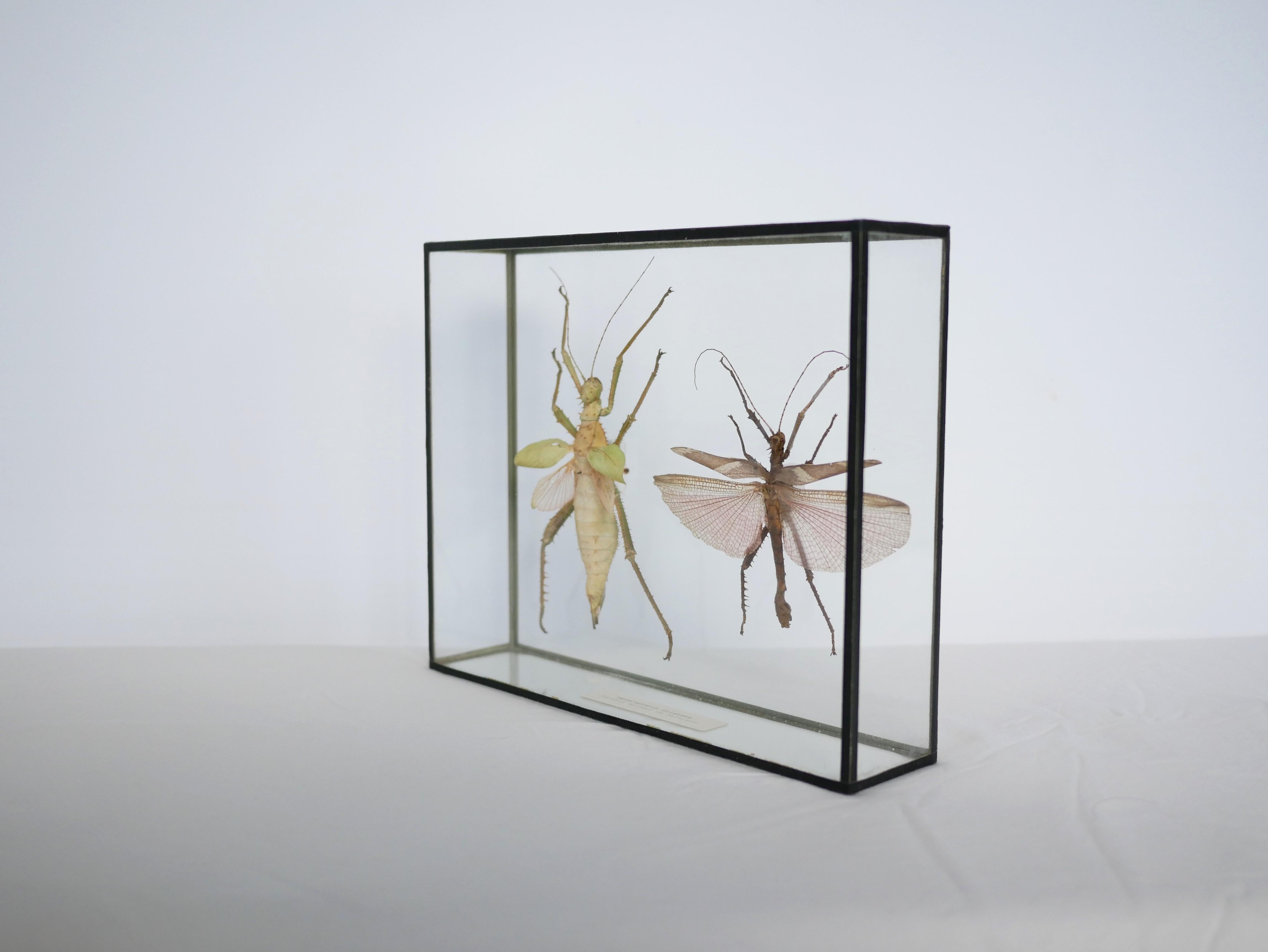 bilderrahmen für insekten