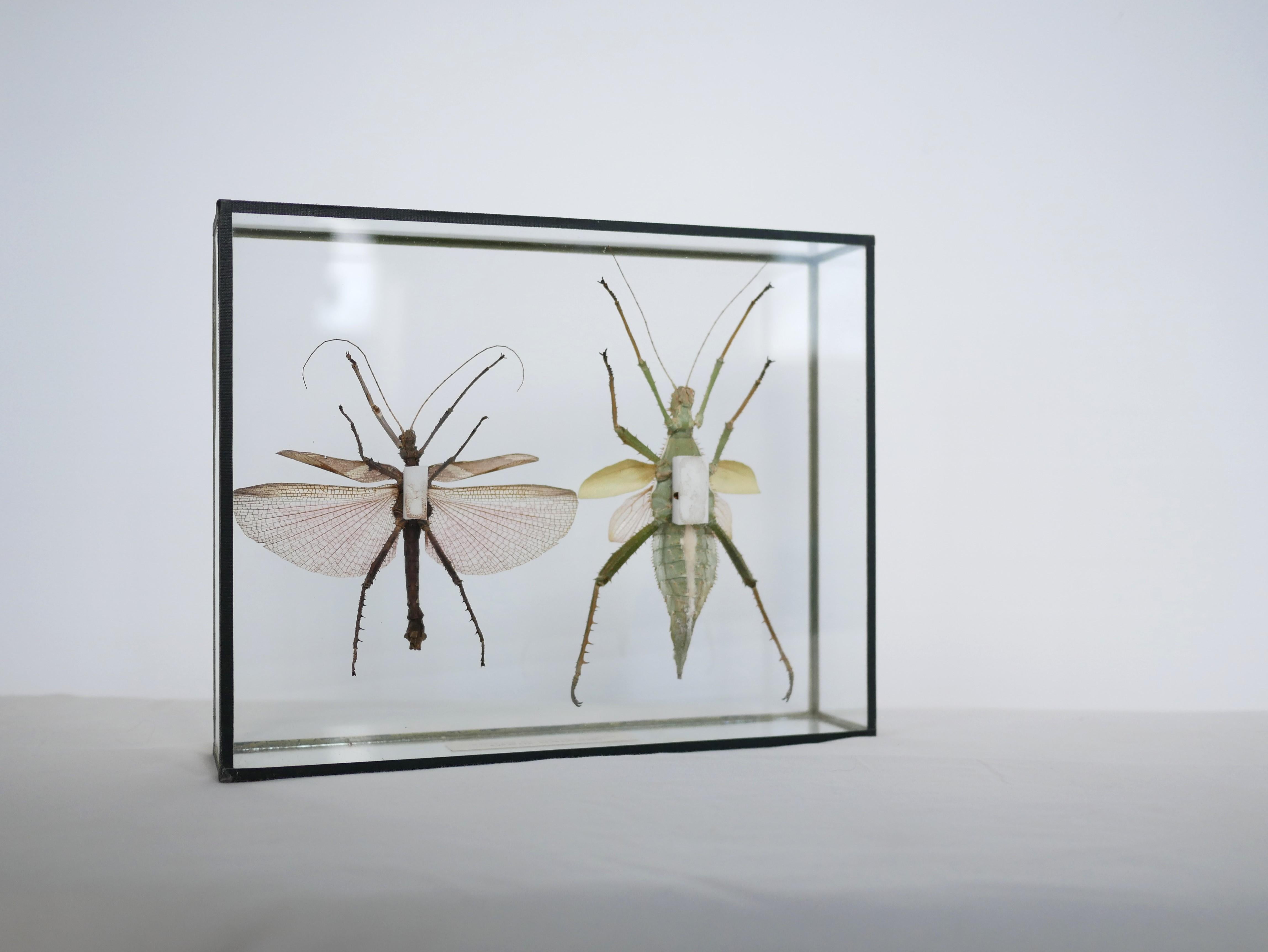 Entomologische Vintage-Rahmen-Insekten aus Malaysia im Zustand „Gut“ in AIGNAN, FR