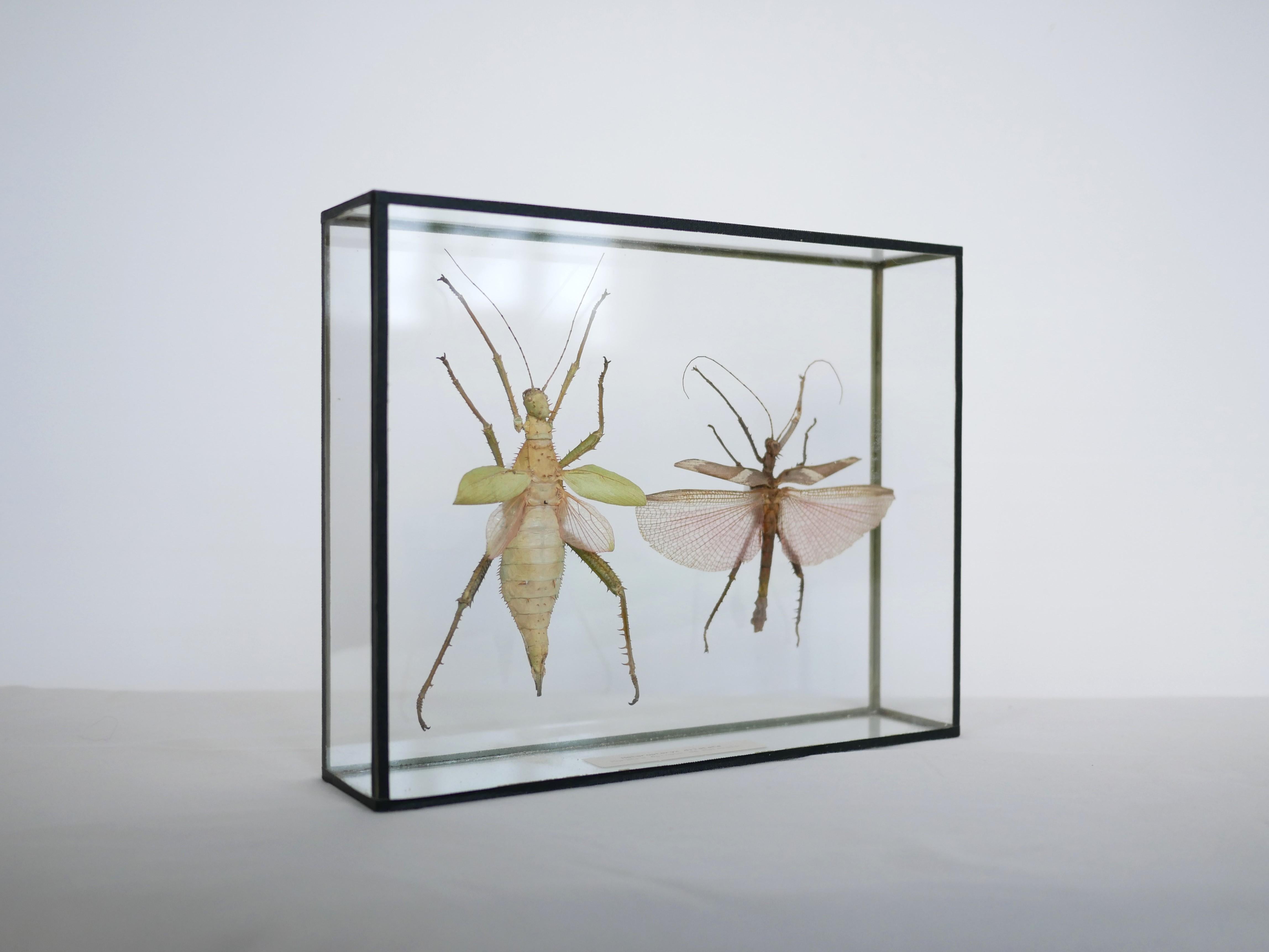 Entomologische Vintage-Rahmen-Insekten aus Malaysia (Glas)