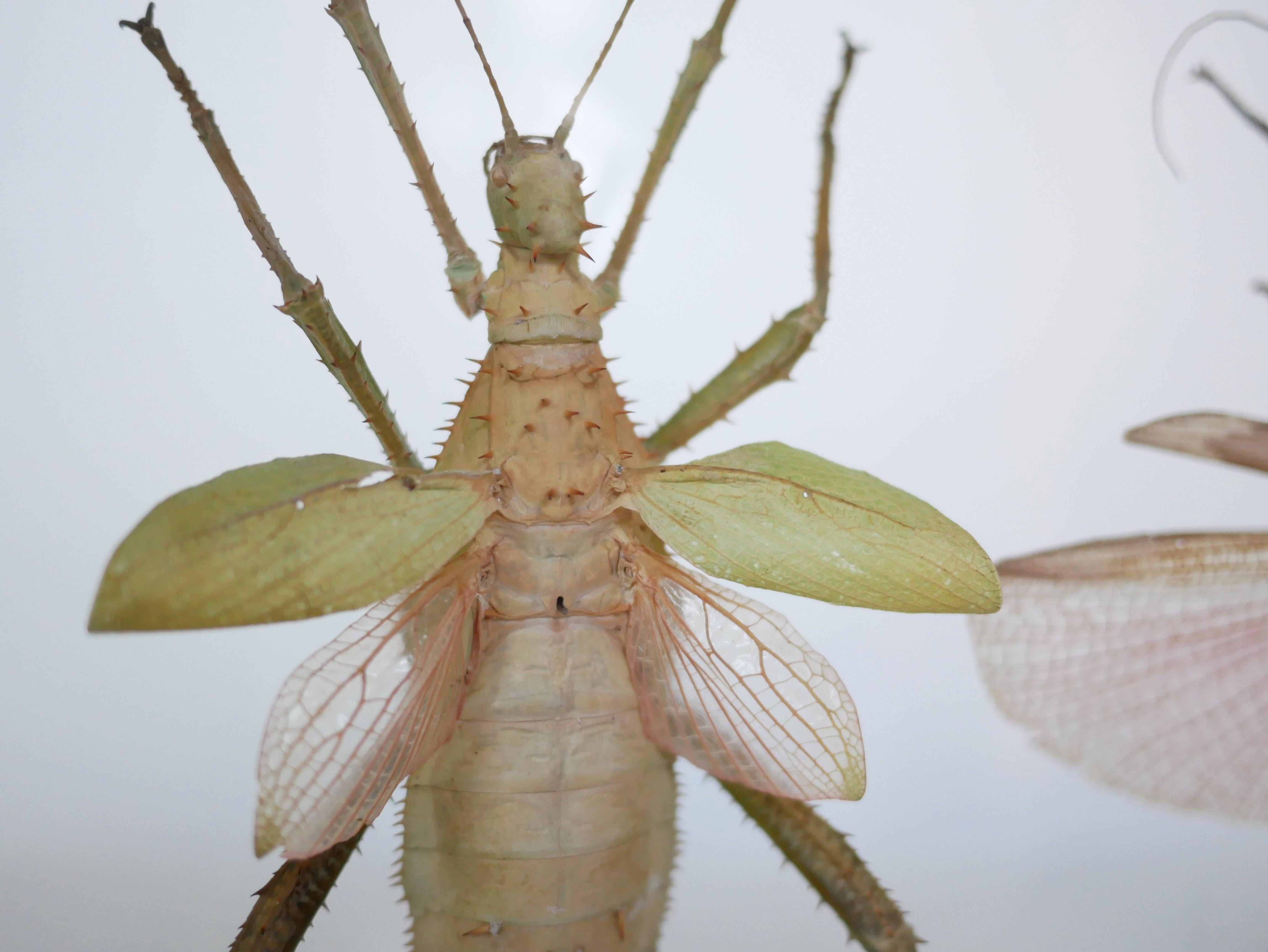 Entomologische Vintage-Rahmen-Insekten aus Malaysia 1