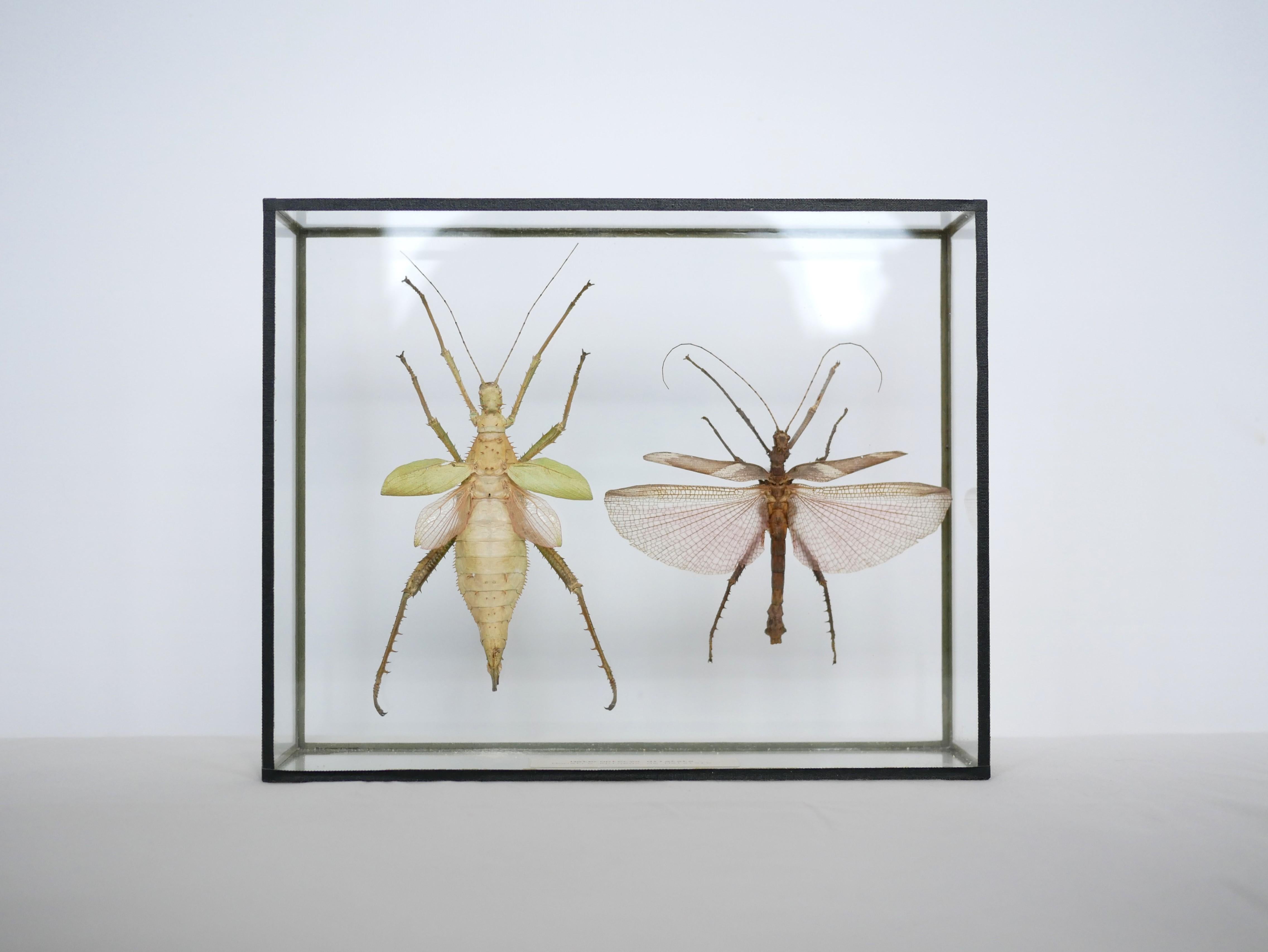 Entomologische Vintage-Rahmen-Insekten aus Malaysia 2