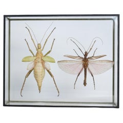 Vintage entomological frame insects from Malaysia