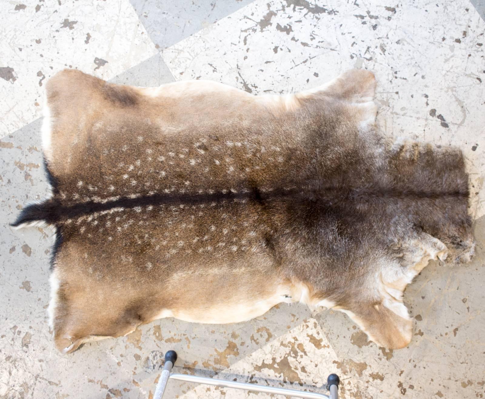 This is a wonderful, vintage, european deer hide which can be layered with other floor coverings, draped on a piece of furniture, or even used to cover a small bench. Uncovered in France. Measures 52