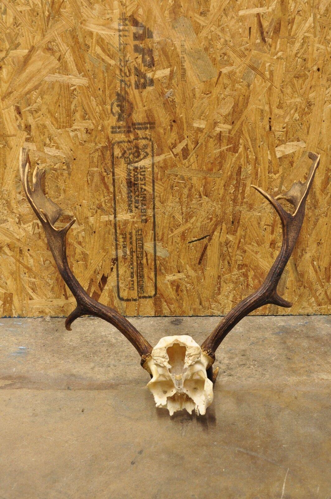 Vintage European Fallow Deer Skull Cap Mount Antlers Taxidermy Cabin Decor 3