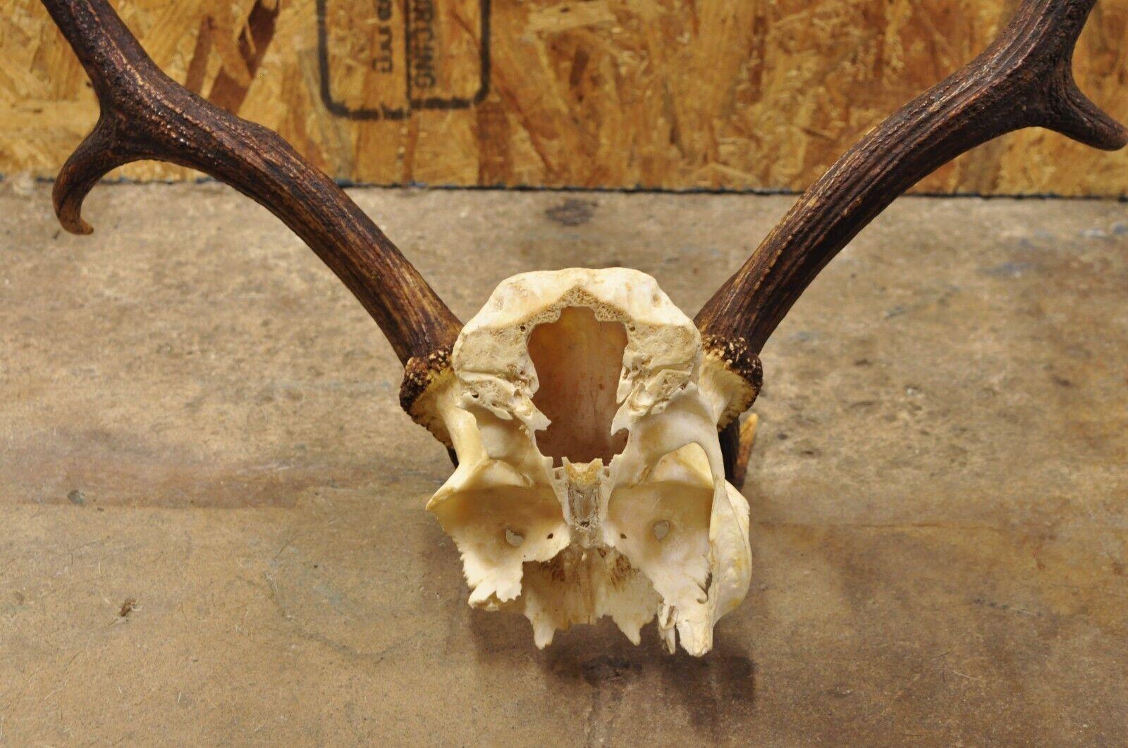 Vintage European Fallow Deer Skull Cap Mount Antlers Taxidermy Cabin Decor 4