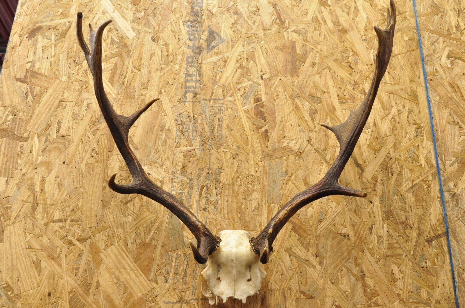 Vintage European Fallow Deer Skull Cap Mount Antlers Taxidermy Cabin Decor 5
