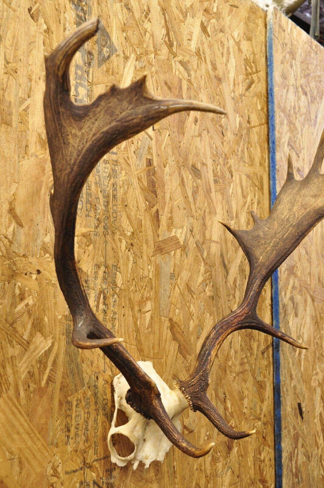Vintage European Fallow Deer Skull Cap Mount Antlers Taxidermy Cabin Decor. Circa Mid 20th Century. Measurements (Overall): 26