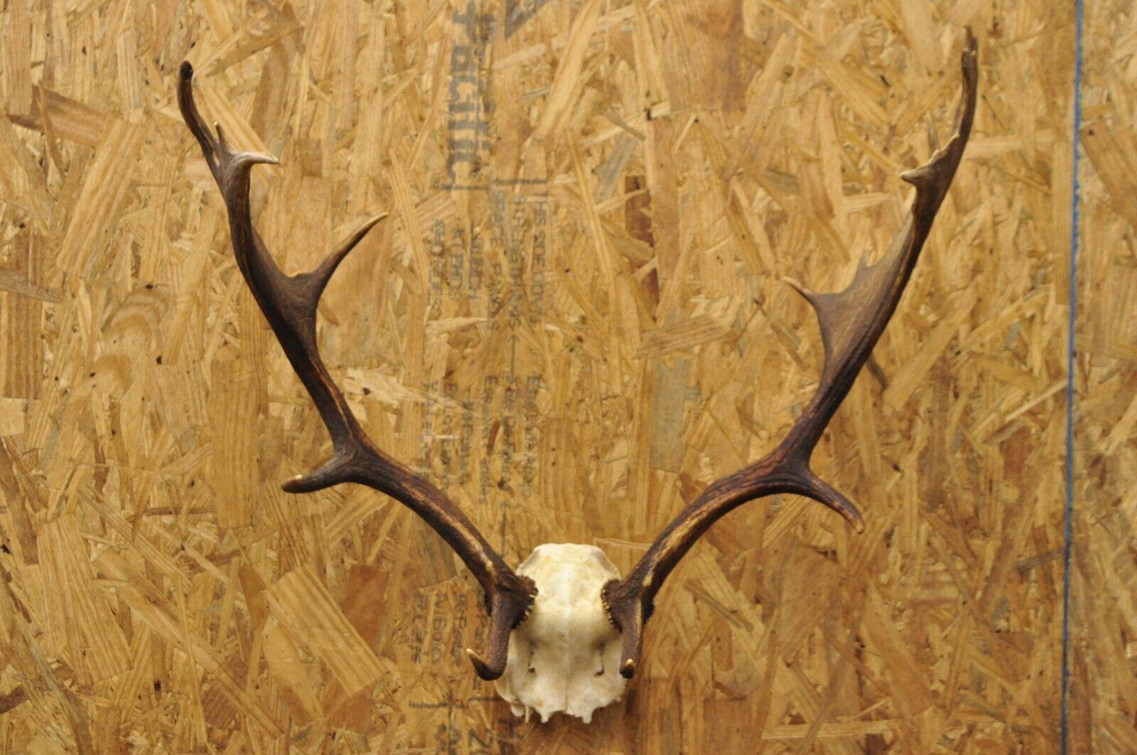 Unknown Vintage European Fallow Deer Skull Cap Mount Antlers Taxidermy Cabin Decor