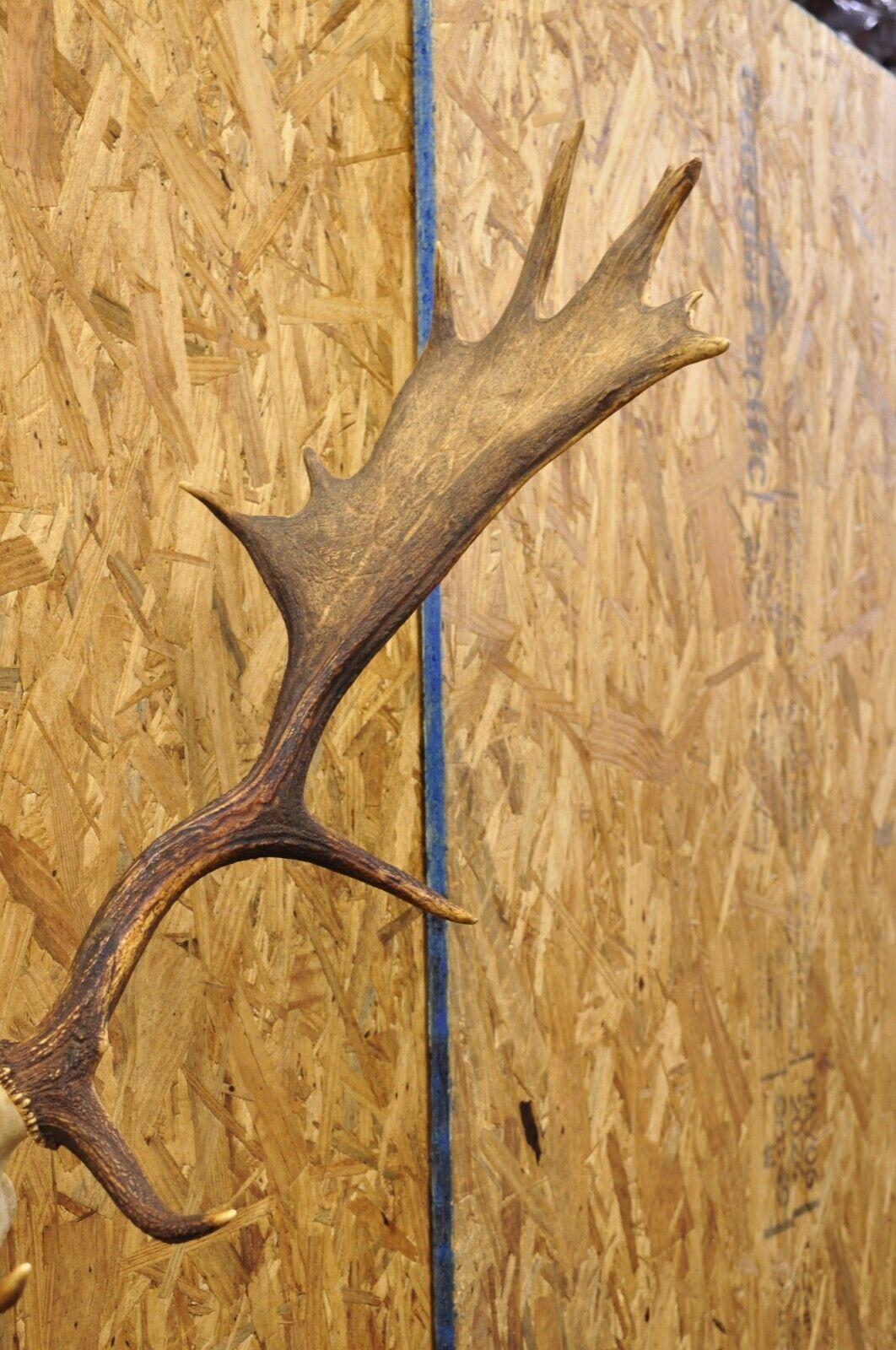 Vintage European Fallow Deer Skull Cap Mount Antlers Taxidermy Cabin Decor In Good Condition In Philadelphia, PA