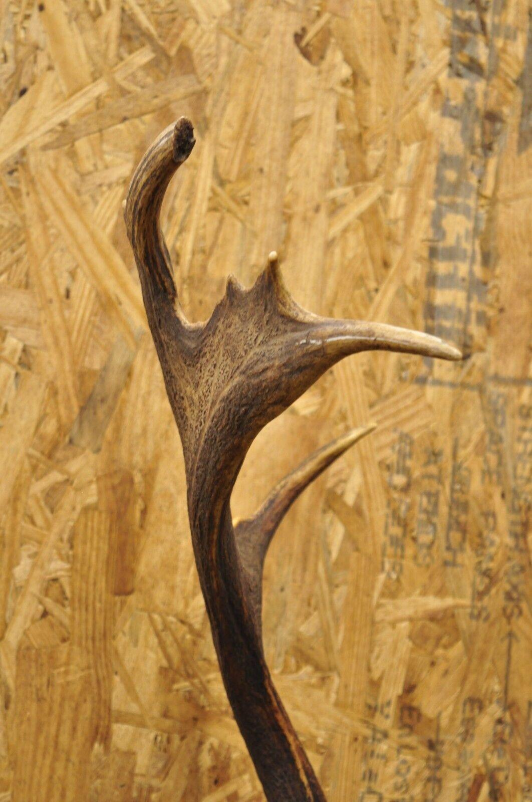 20th Century Vintage European Fallow Deer Skull Cap Mount Antlers Taxidermy Cabin Decor