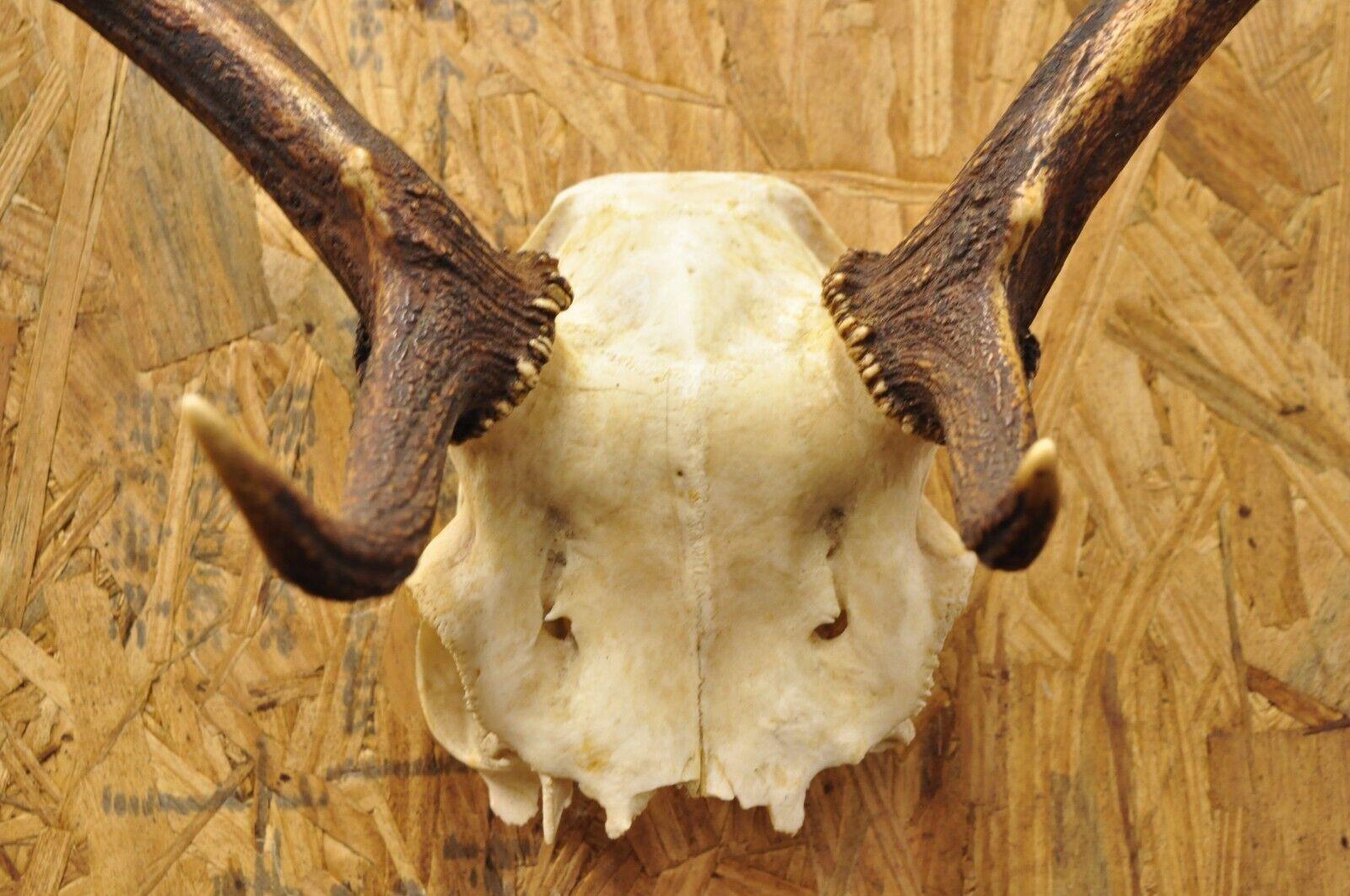 Horn Vintage European Fallow Deer Skull Cap Mount Antlers Taxidermy Cabin Decor