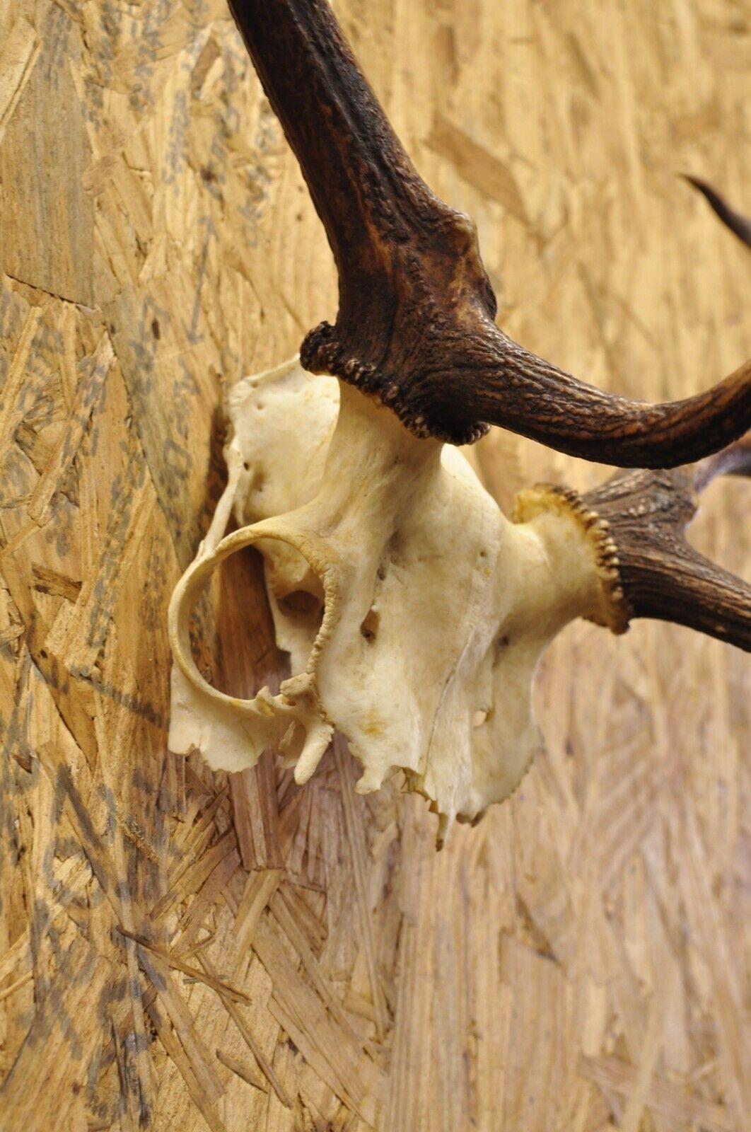 Vintage European Fallow Deer Skull Cap Mount Antlers Taxidermy Cabin Decor 1