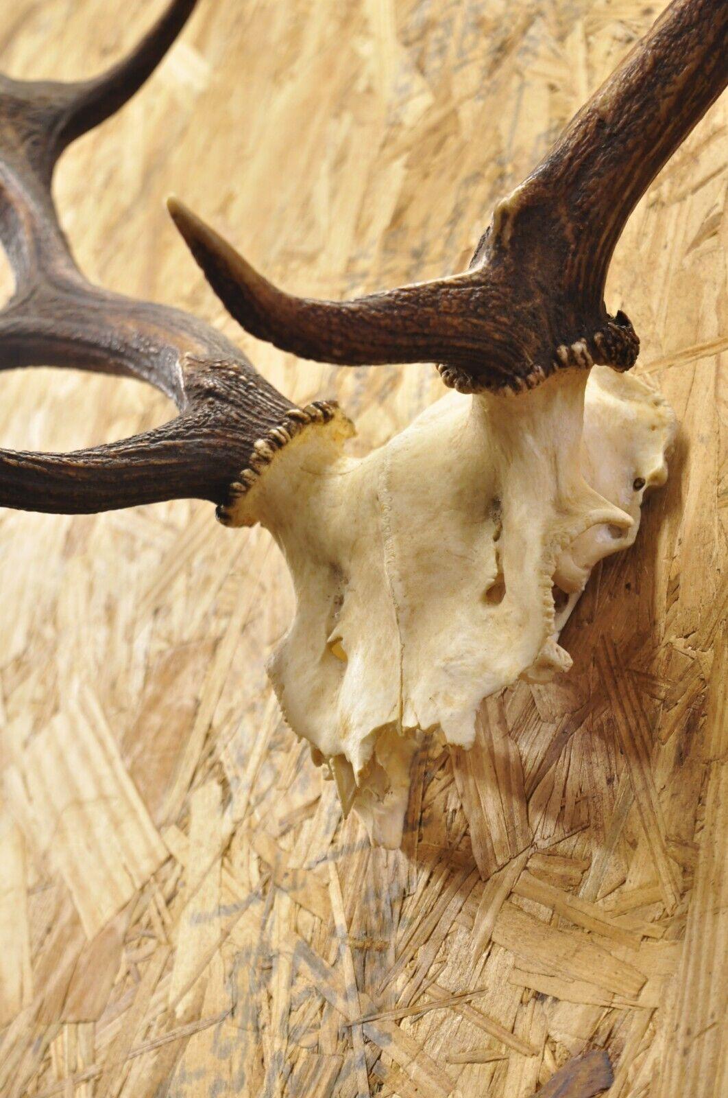 Vintage European Fallow Deer Skull Cap Mount Antlers Taxidermy Cabin Decor 2
