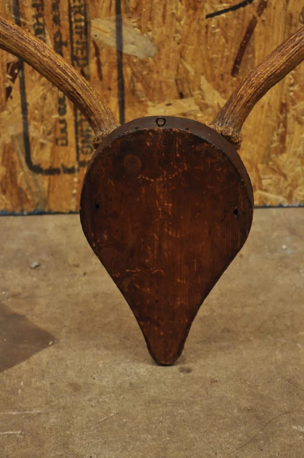 Horn Vintage European Fallow Deer Skull Cap Mount Dama Antlers Taxidermy