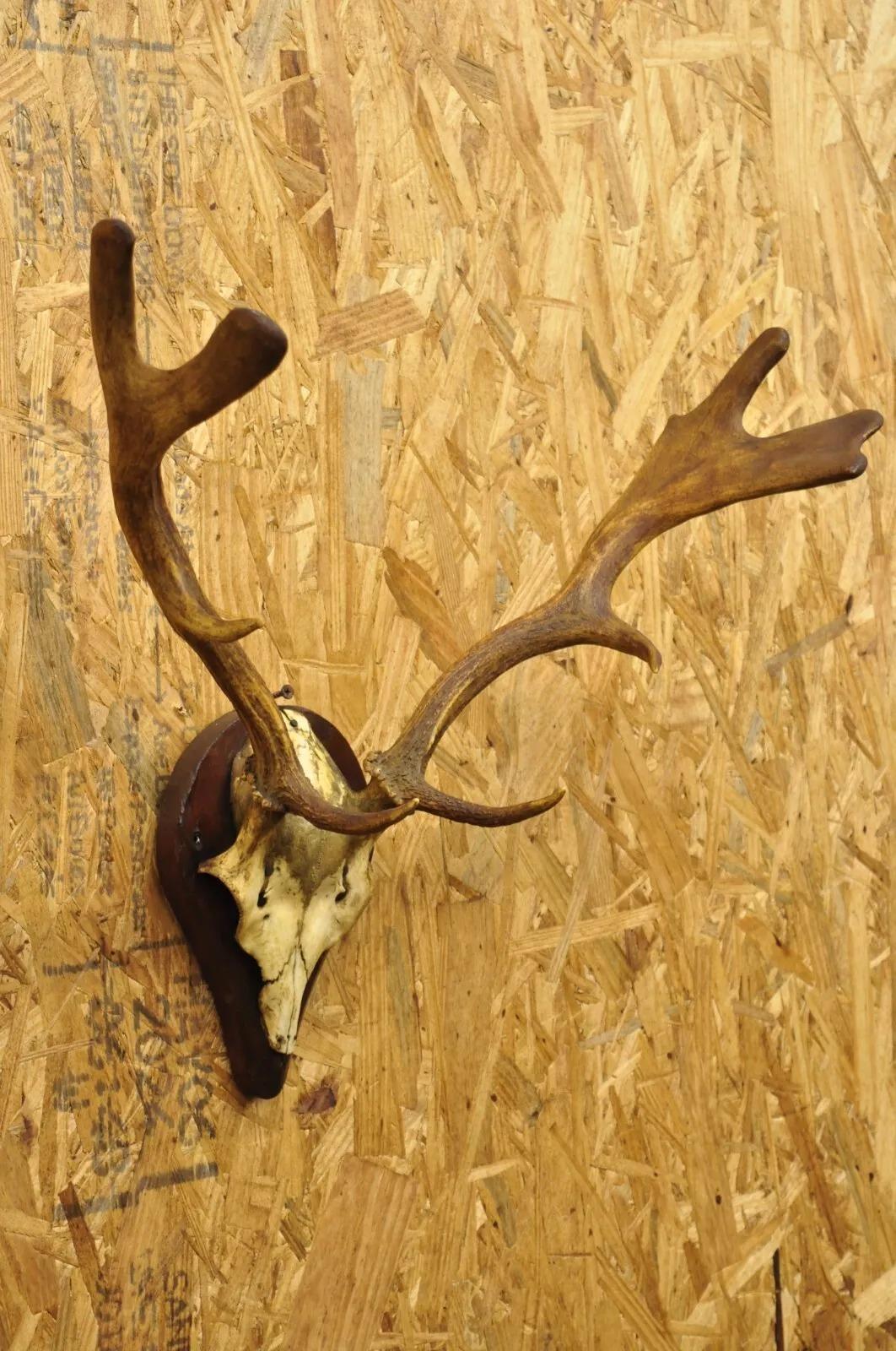 Vintage European Fallow Deer Skull Cap Mount Dama Antlers Taxidermy 1