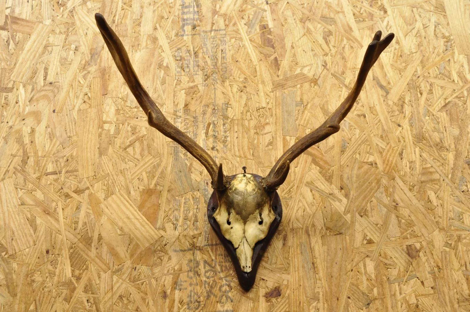 Vintage European Fallow Deer Skull Cap Mount Dama Antlers Taxidermy 2