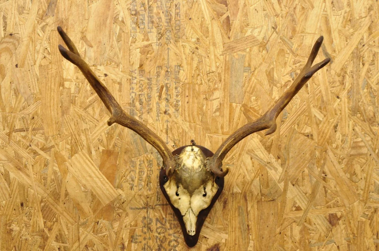skull cap antler mount