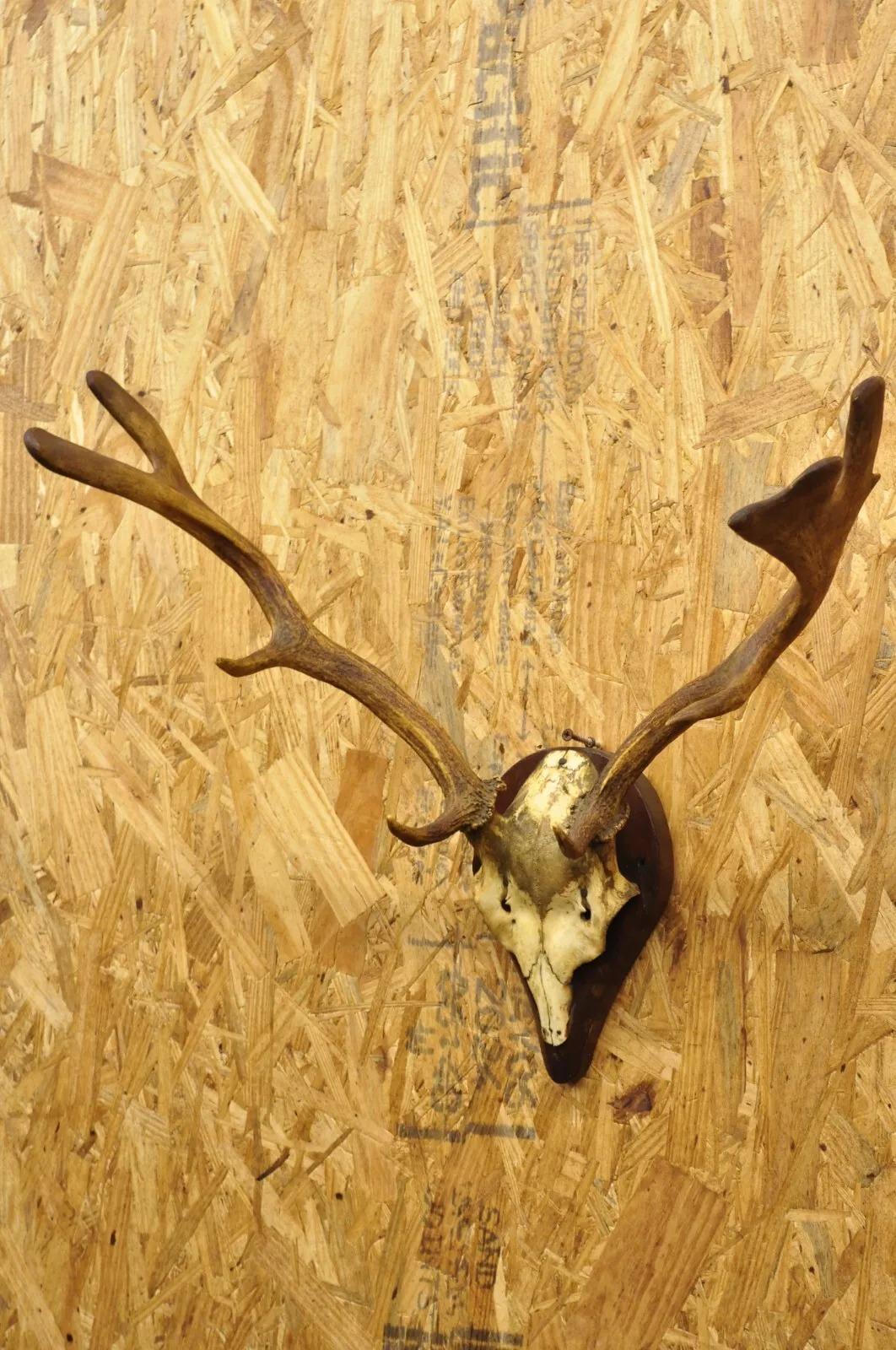 fallow deer skull mount