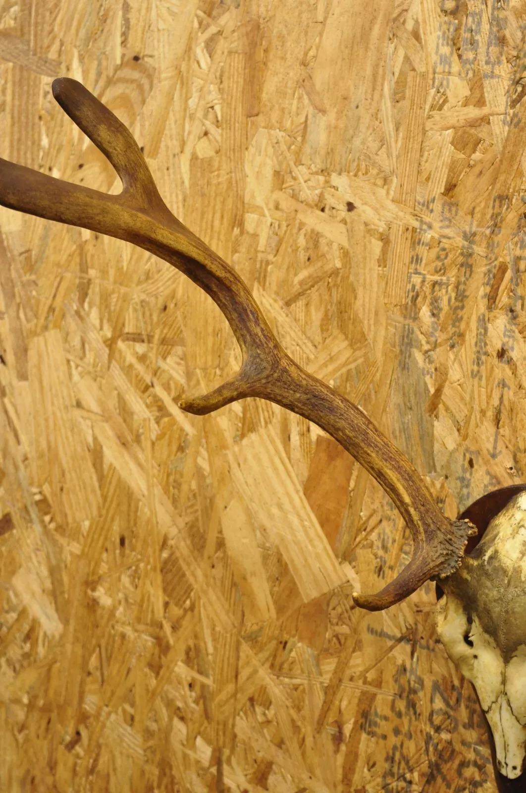 skull cap mount deer