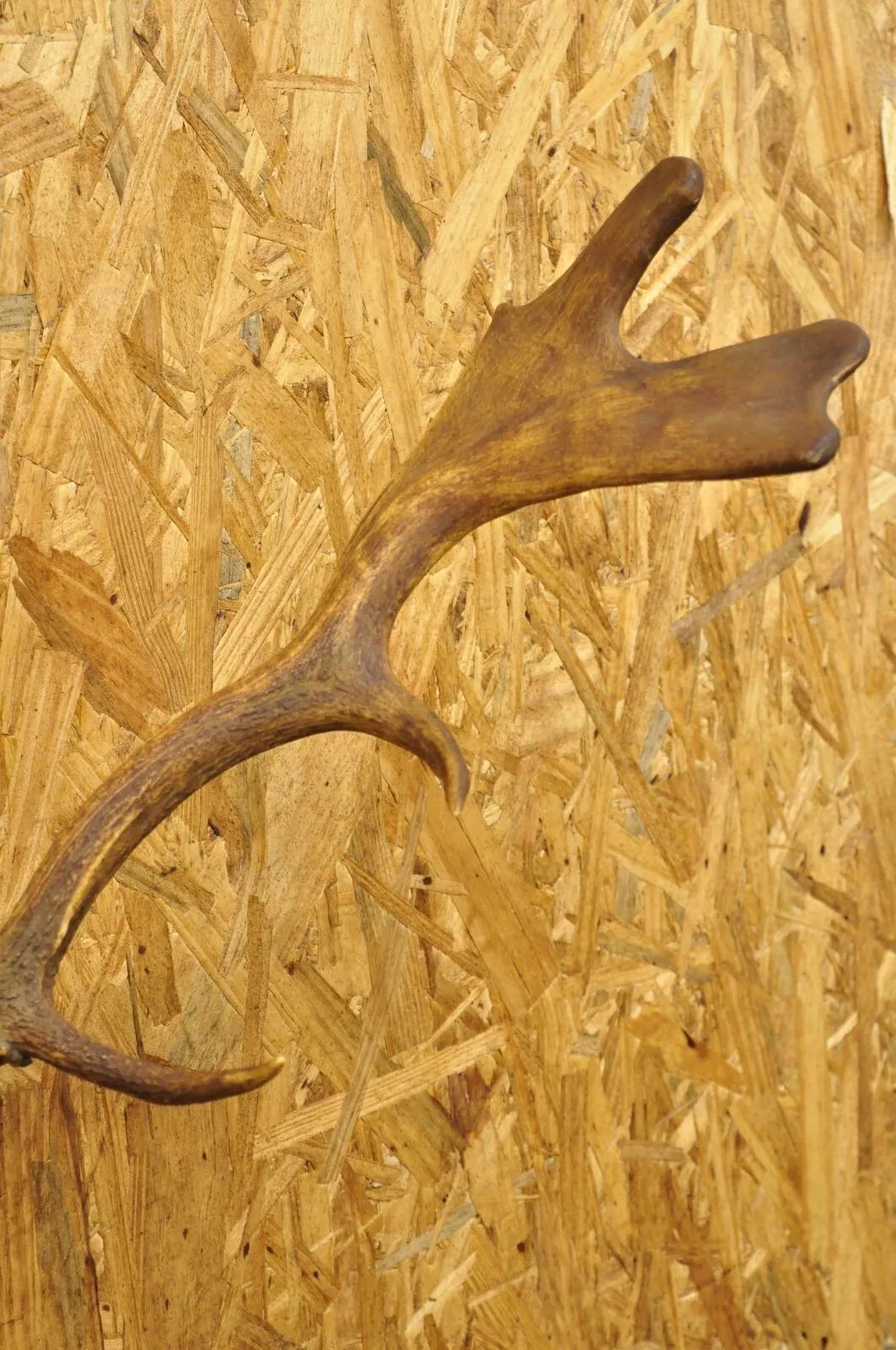 Rustic Vintage European Fallow Deer Skull Cap Mount Dama Antlers Taxidermy