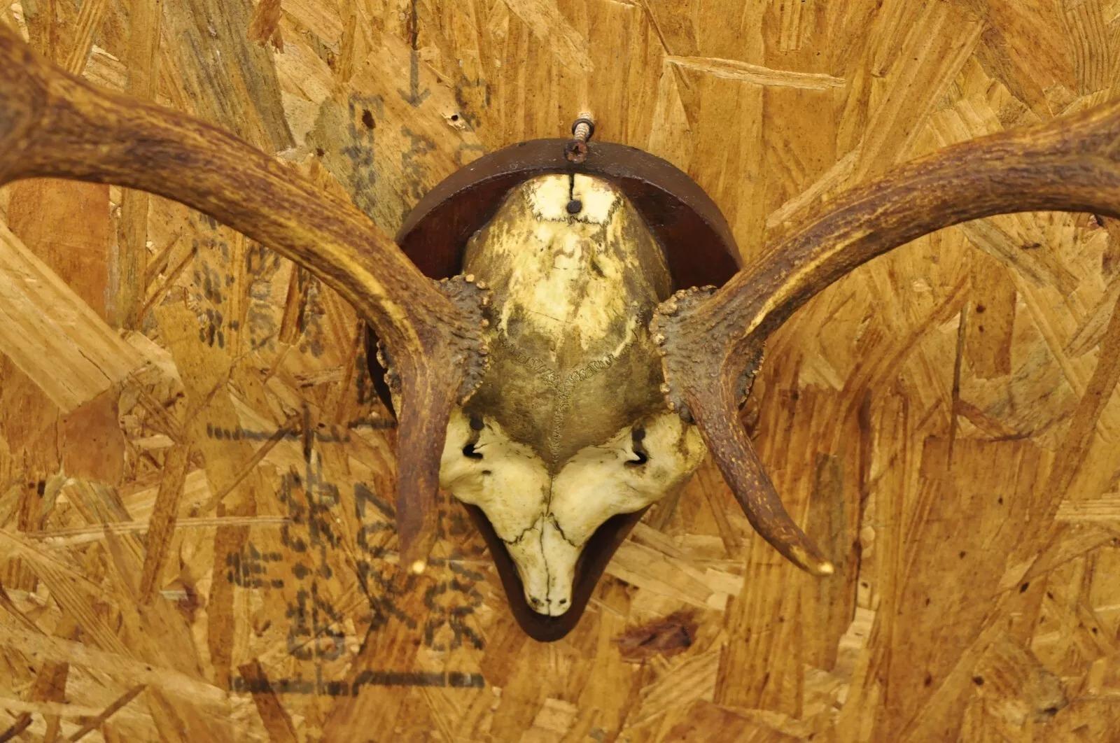 Unknown Vintage European Fallow Deer Skull Cap Mount Dama Antlers Taxidermy