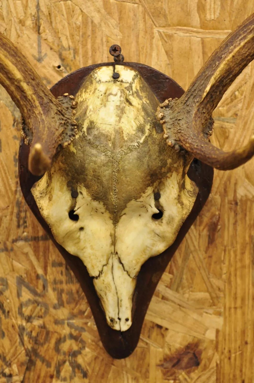 Vintage European Fallow Deer Skull Cap Mount Dama Antlers Taxidermy In Good Condition In Philadelphia, PA