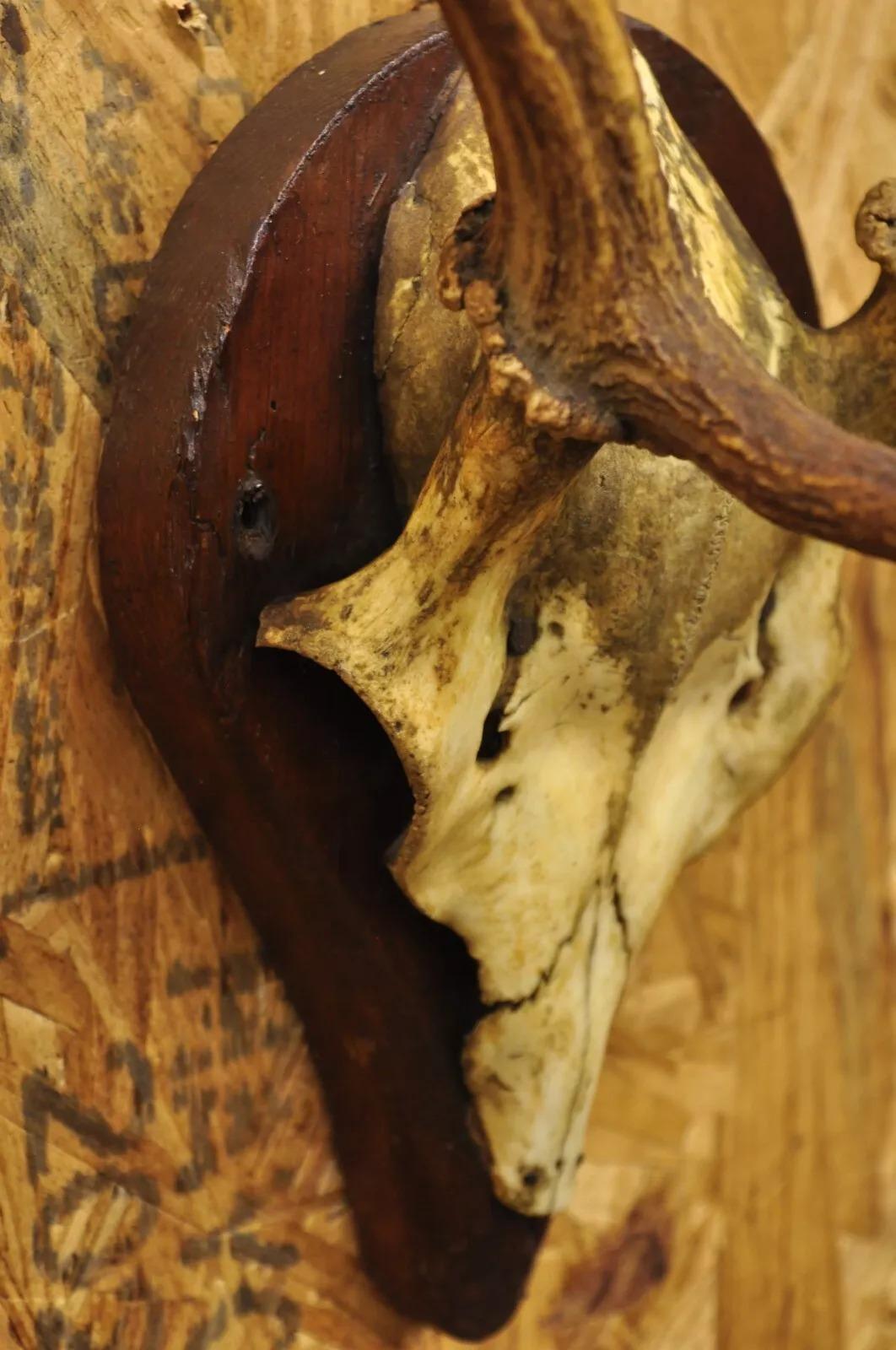 20th Century Vintage European Fallow Deer Skull Cap Mount Dama Antlers Taxidermy