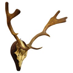 Vintage European Fallow Deer Skull Cap Mount Dama Antlers Taxidermy