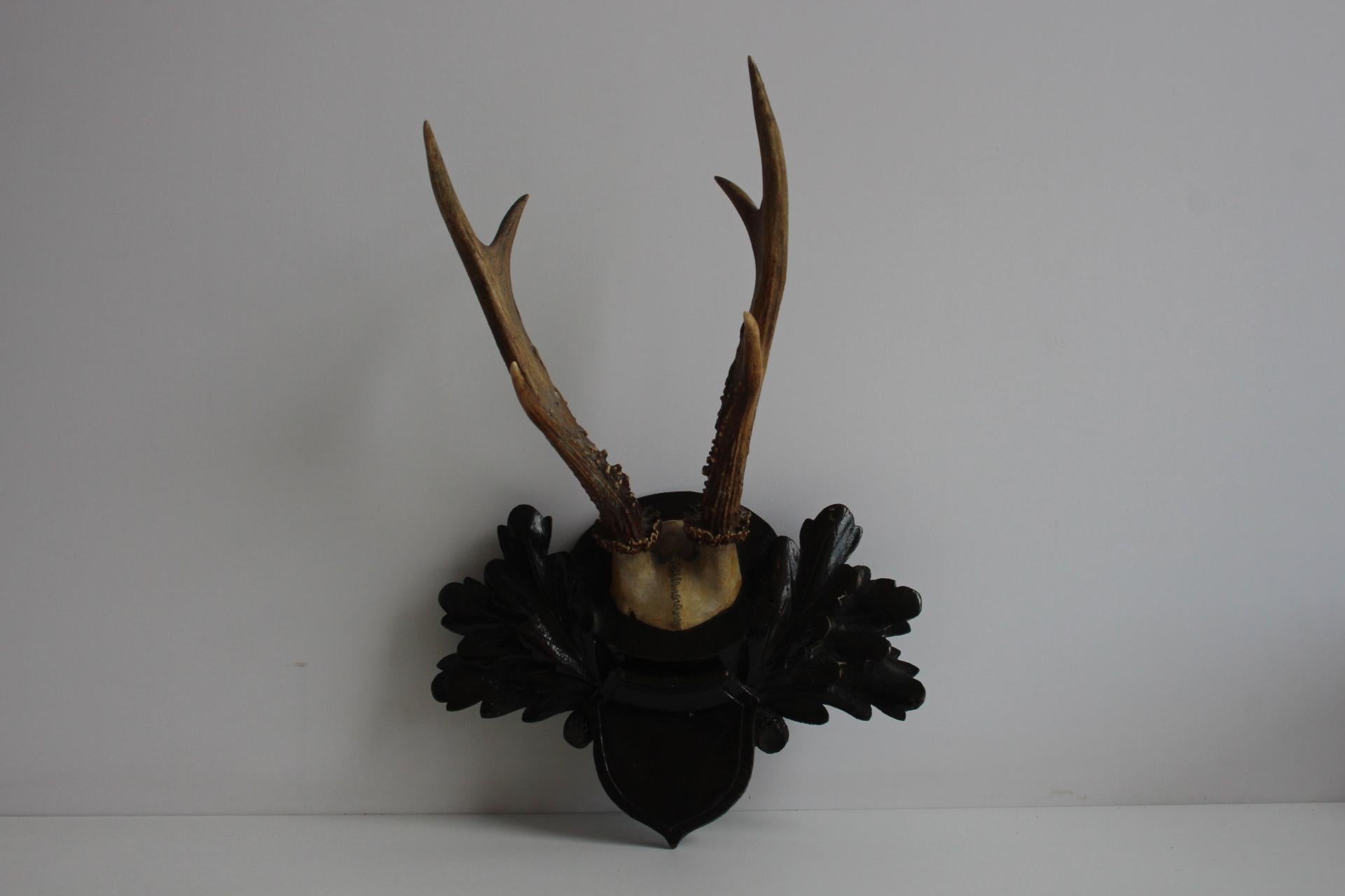 Este trofeo de corzo de época, un llamativo ejemplo de la decoración de caza tradicional europea, presenta astas naturales montadas en una placa de madera de la Black Forest finamente tallada a mano. La madera teñida de oscuro muestra motivos