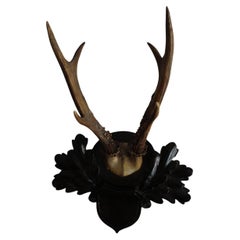 Vintage European Roe Deer Antlers on Hand-Carved Black Forest Plaque, circa 1930