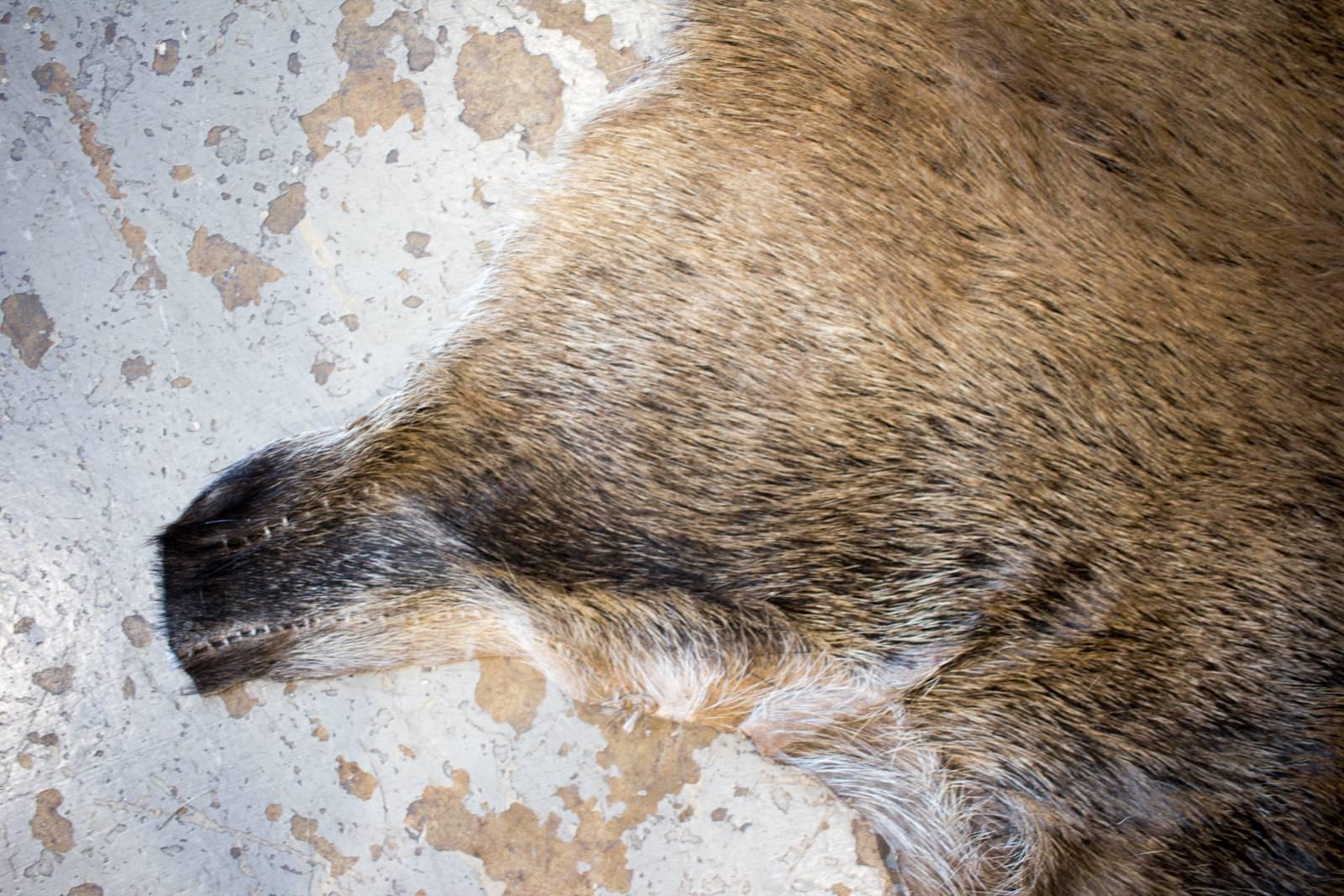 the forest boar skin